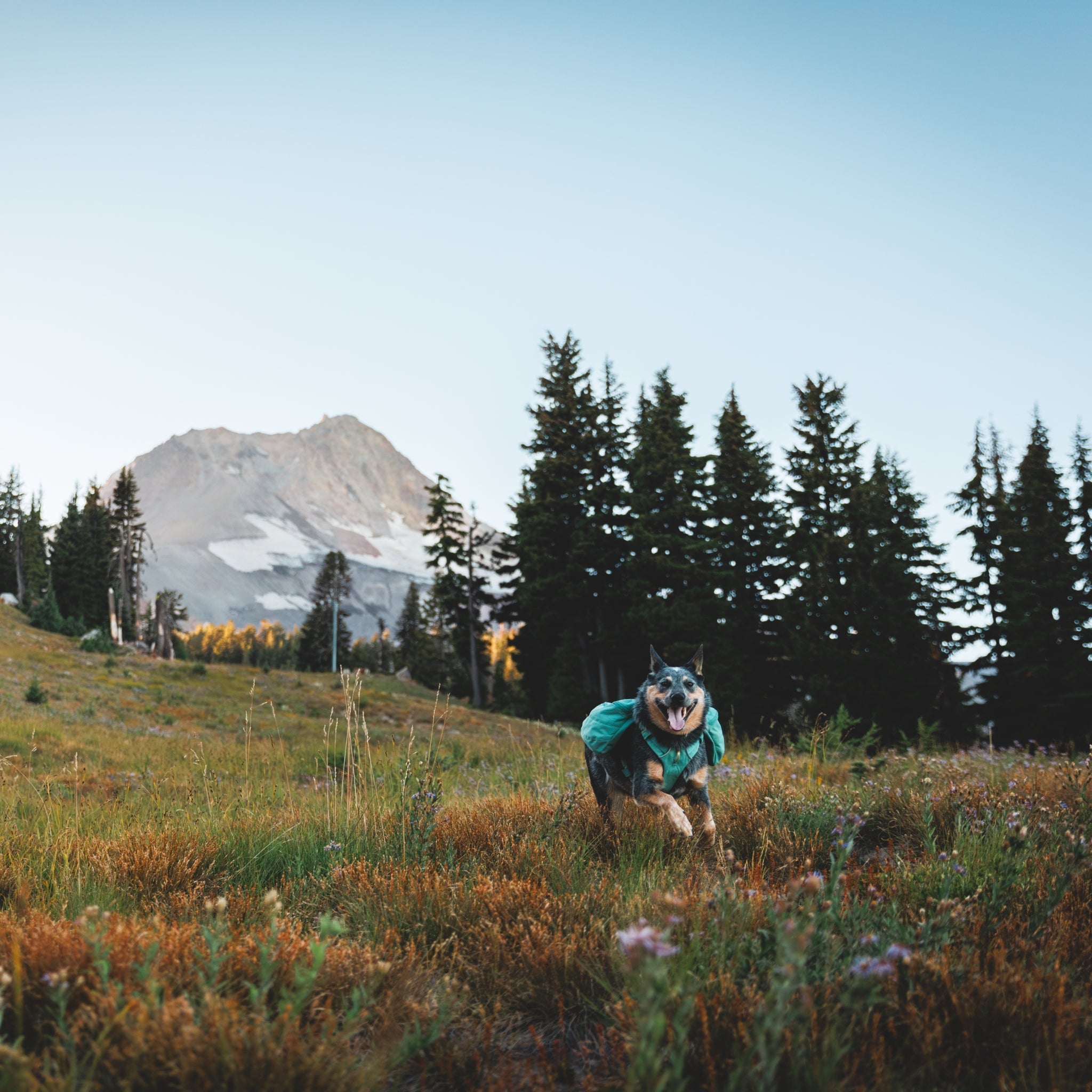 Ruffwear Front Range Day Pack – Hundegeschirr mit Packtaschen für Wanderungen & Outdoor - Abenteuer - Woofshack
