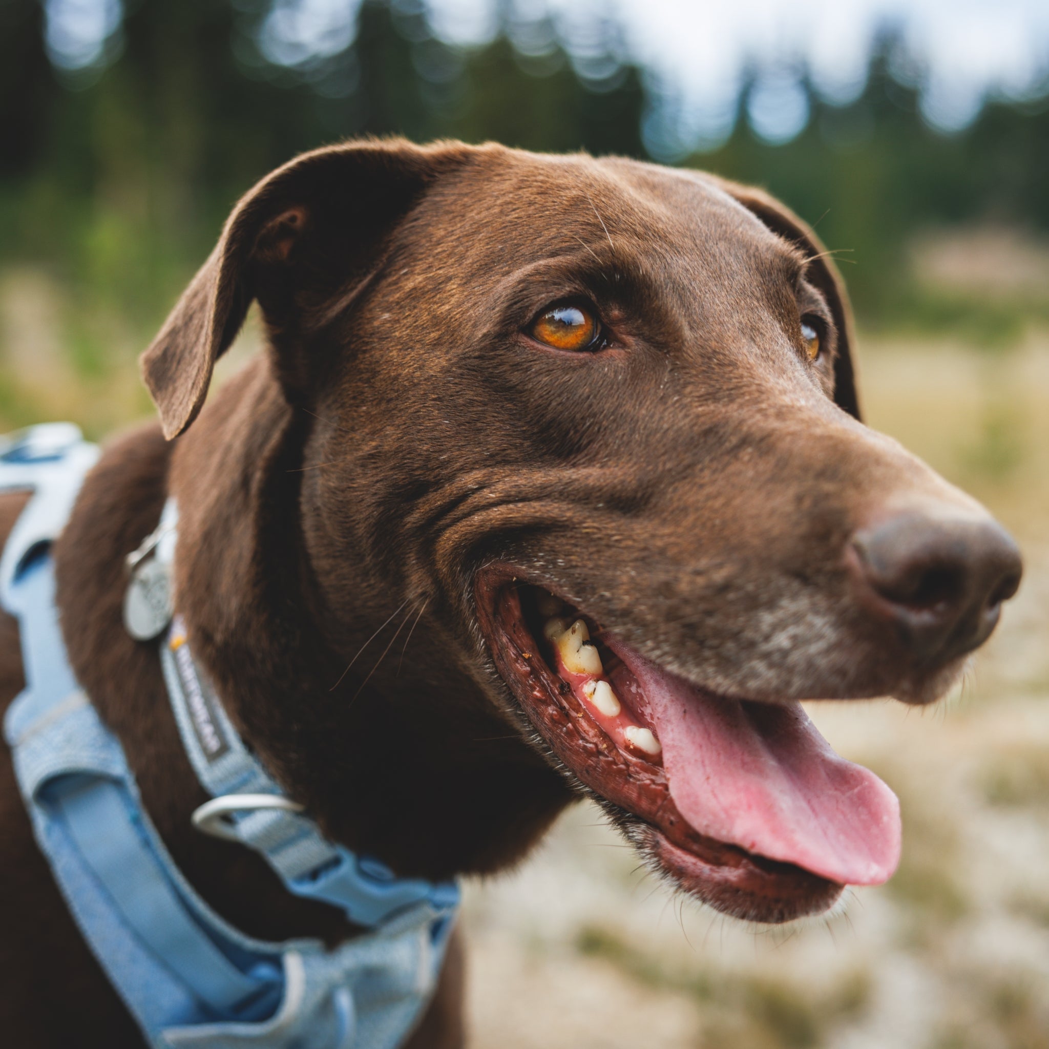 Ruffwear Front Range Flex Collar – Reflektierendes Hundehalsband mit innovativer Stricktechnologie für maximalen Komfort bei Abenteuern - Woofshack