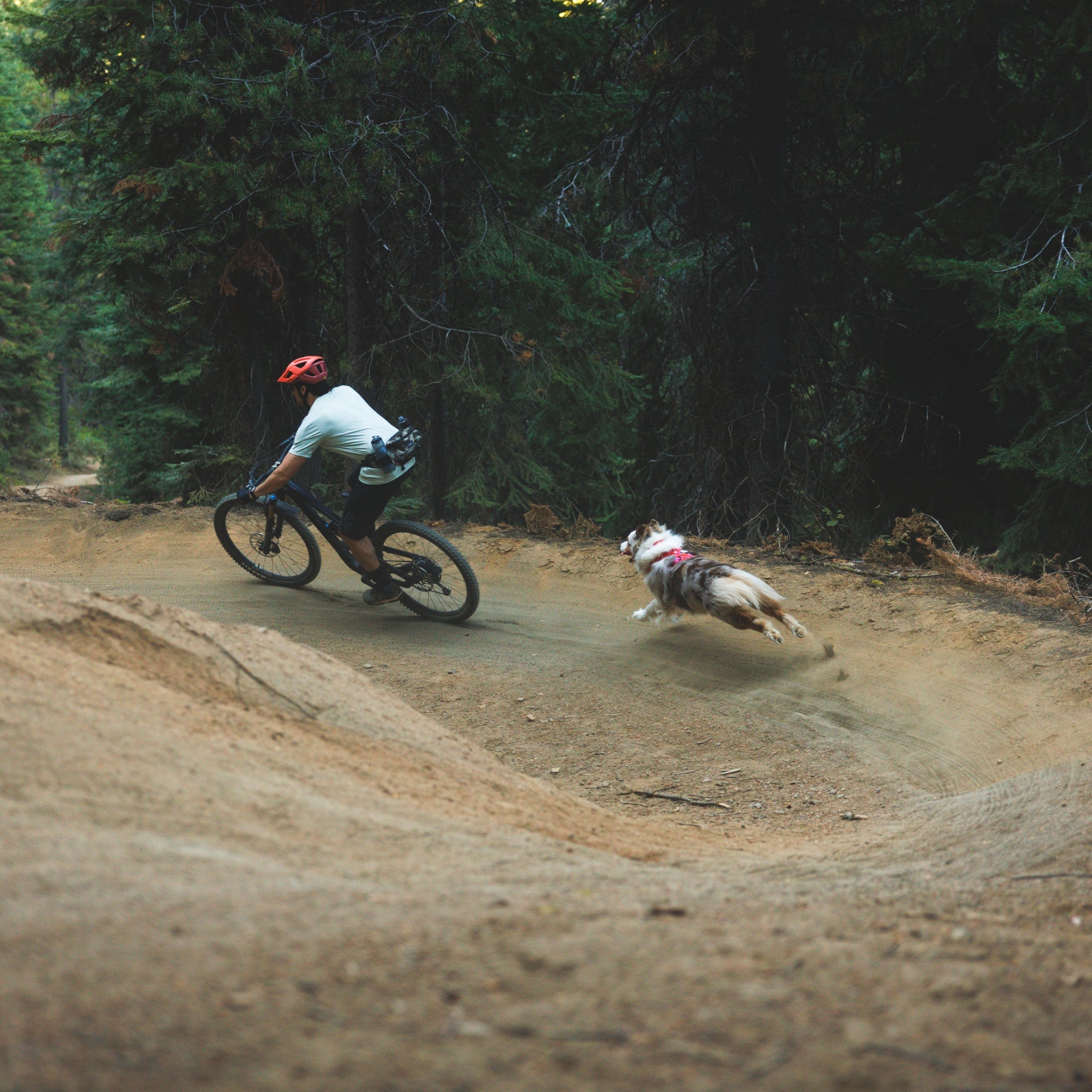 Ruffwear Front Range Flex Harness – Atmungsaktives Hundegeschirr in Stricktechnologie mit Y-Schnitt für maximale Bewegungsfreiheit und Komfort