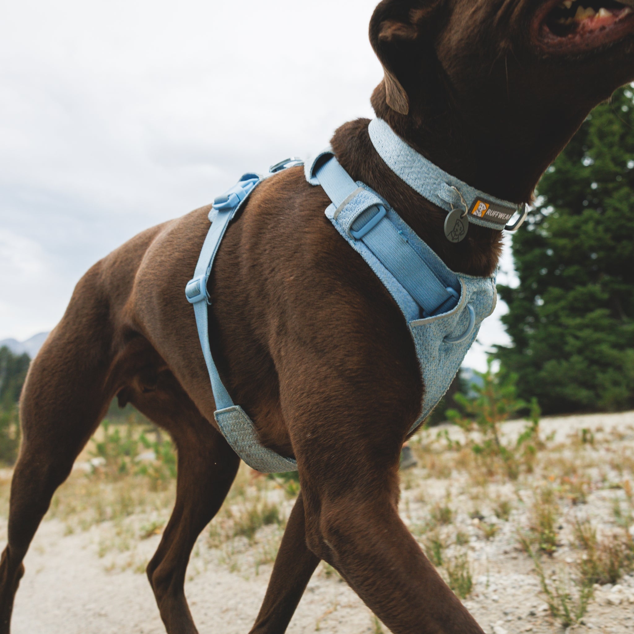 Ruffwear Front Range Flex Harness – Atmungsaktives Hundegeschirr in Stricktechnologie mit Y-Schnitt für maximale Bewegungsfreiheit und Komfort