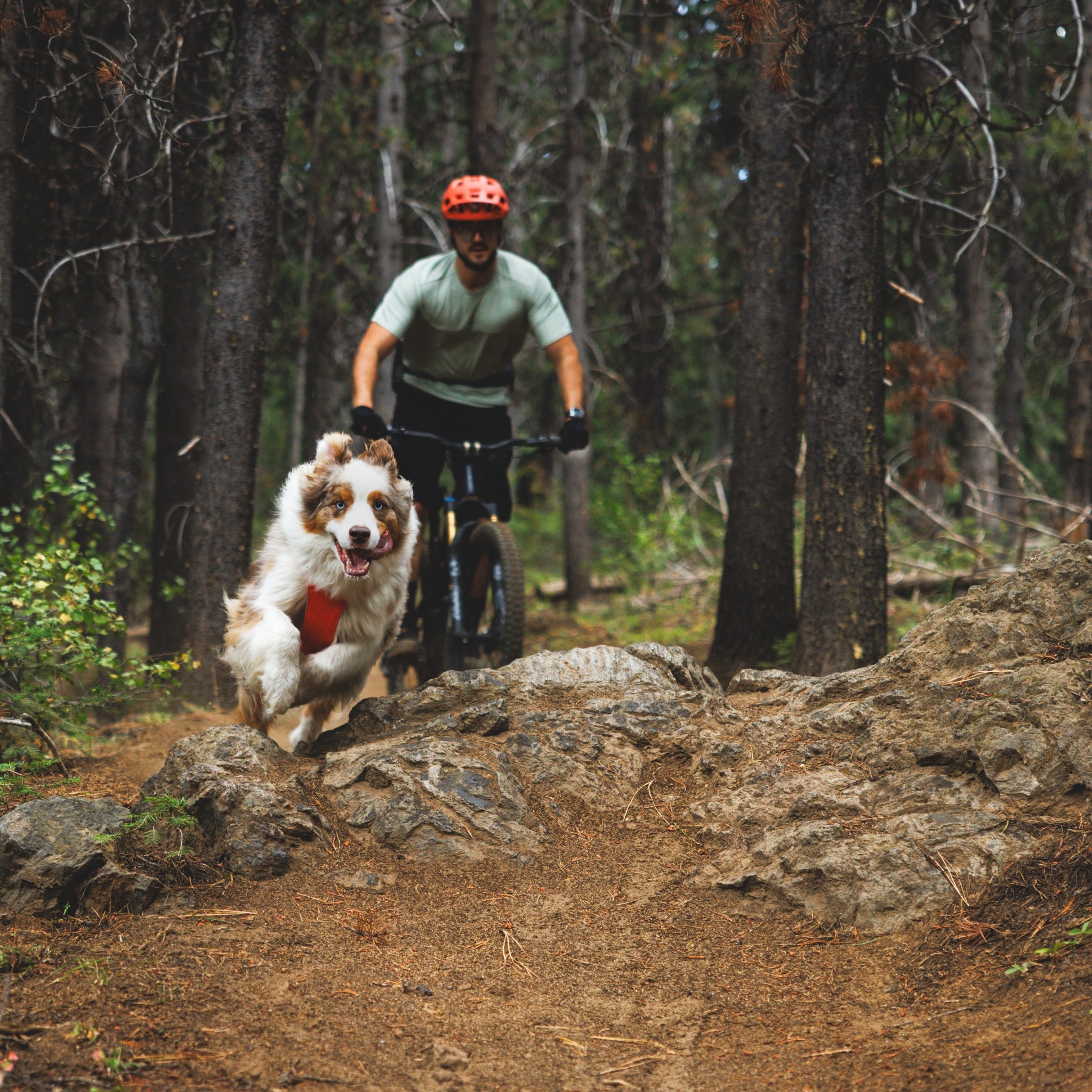 Ruffwear Front Range Flex Harness – Atmungsaktives Hundegeschirr in Stricktechnologie mit Y-Schnitt für maximale Bewegungsfreiheit und Komfort