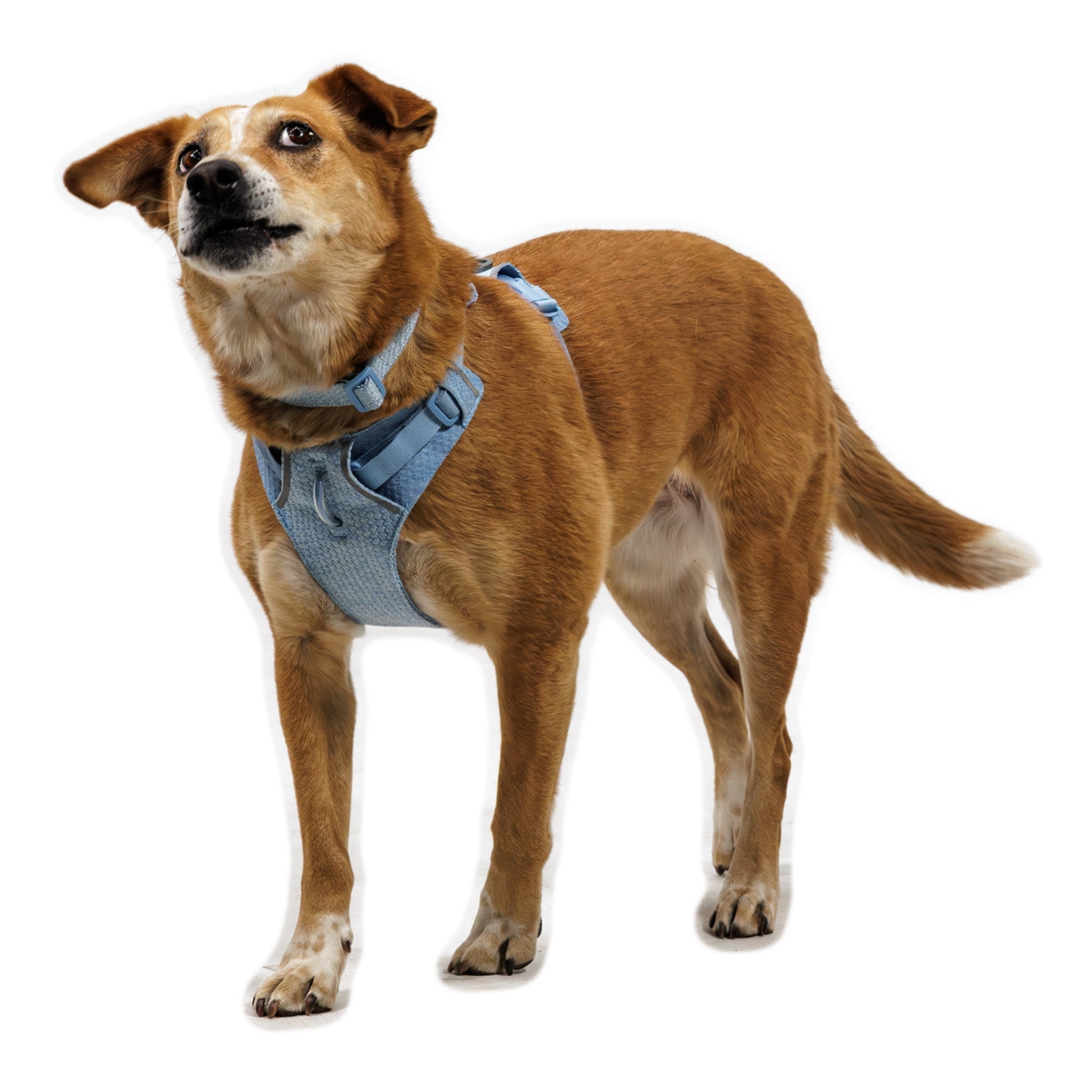 Ruffwear Front Range Flex Harness – Atmungsaktives Hundegeschirr in Stricktechnologie mit Y - Schnitt für maximale Bewegungsfreiheit und Komfort - Woofshack