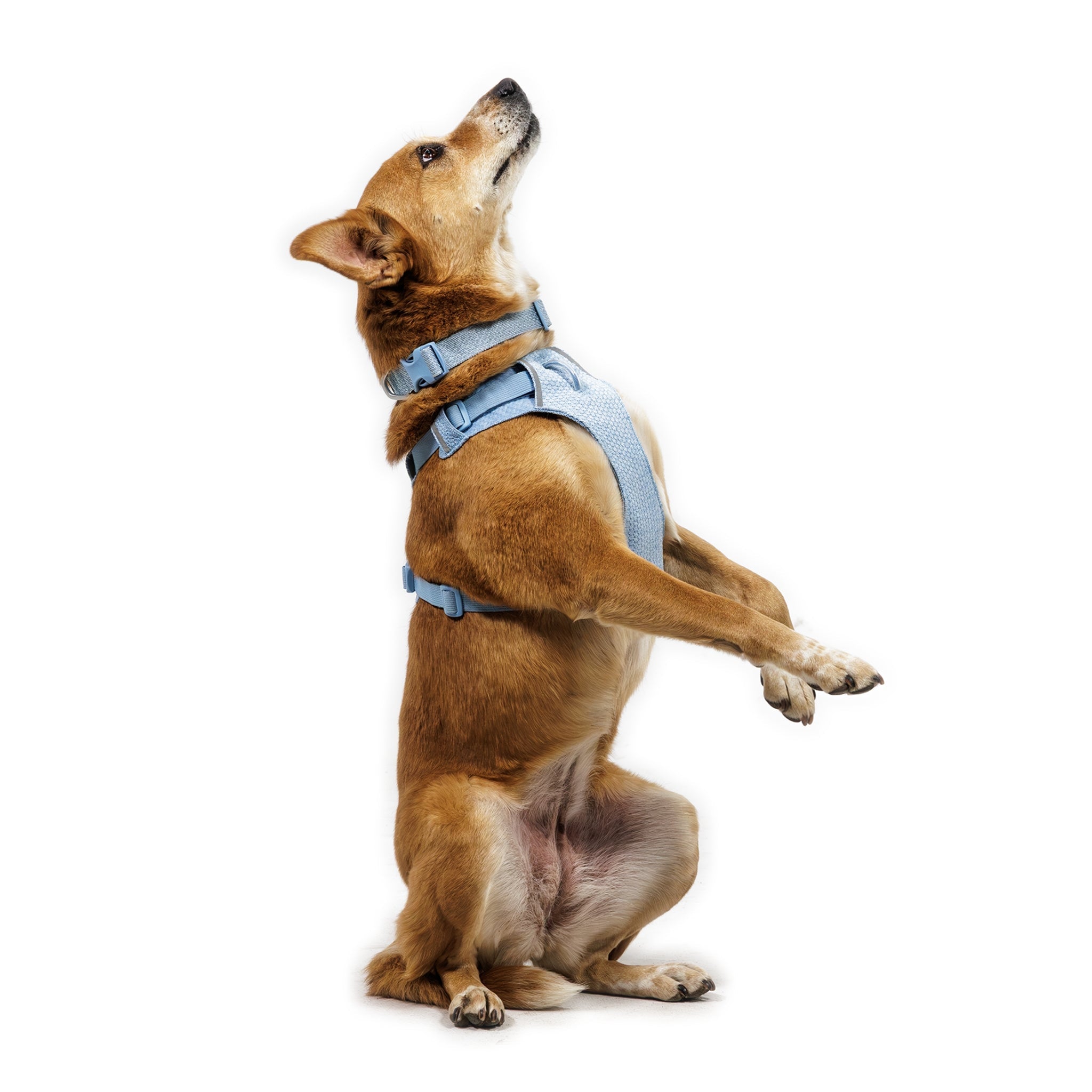 Ruffwear Front Range Flex Harness – Atmungsaktives Hundegeschirr in Stricktechnologie mit Y - Schnitt für maximale Bewegungsfreiheit und Komfort - Woofshack