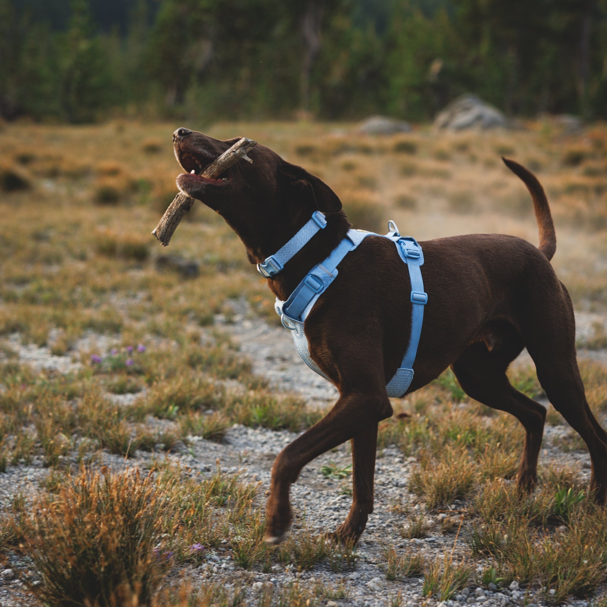 Ruffwear Front Range Flex Harness – Atmungsaktives Hundegeschirr in Stricktechnologie mit Y - Schnitt für maximale Bewegungsfreiheit und Komfort - Woofshack