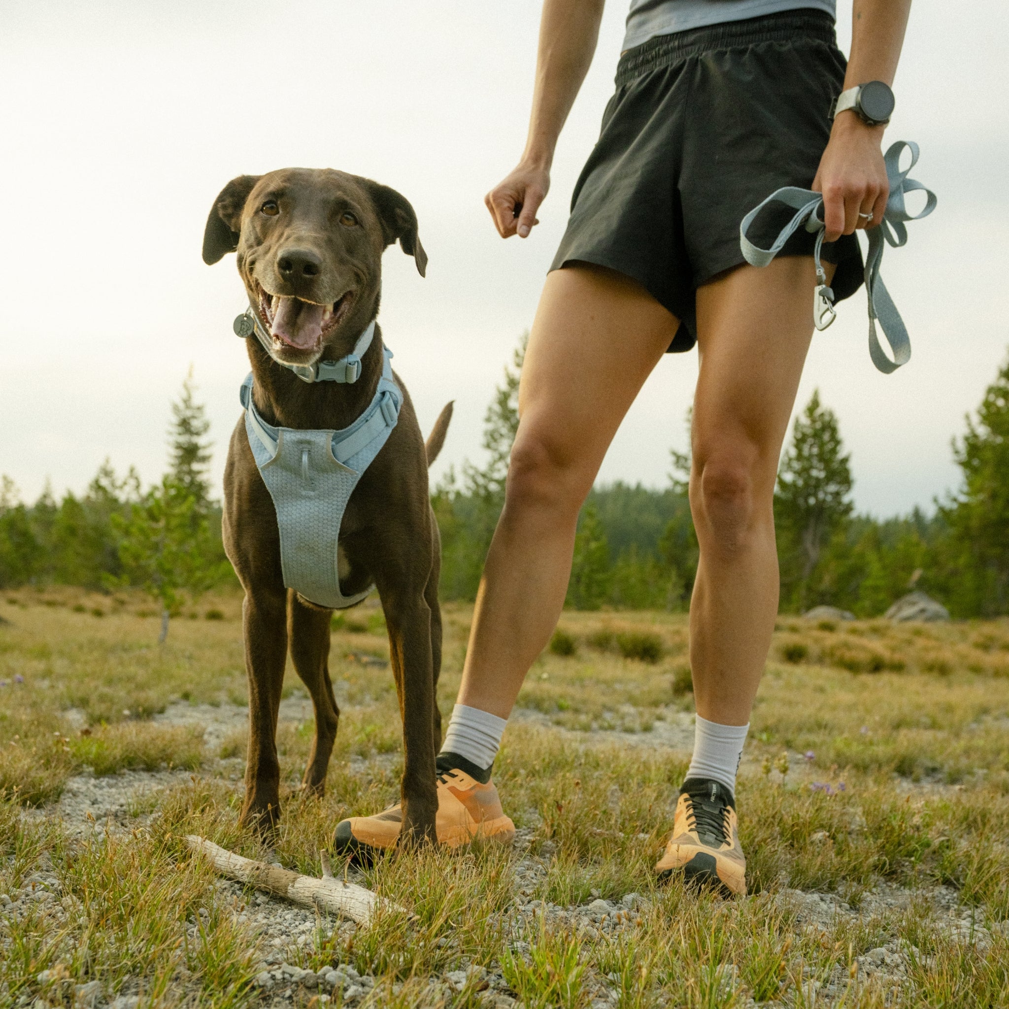 Ruffwear Front Range Flex Leash – Reflektierende Premium - Hundeleine mit weichem Griff für maximale Kontrolle und Komfort bei jedem Abenteuer - Woofshack