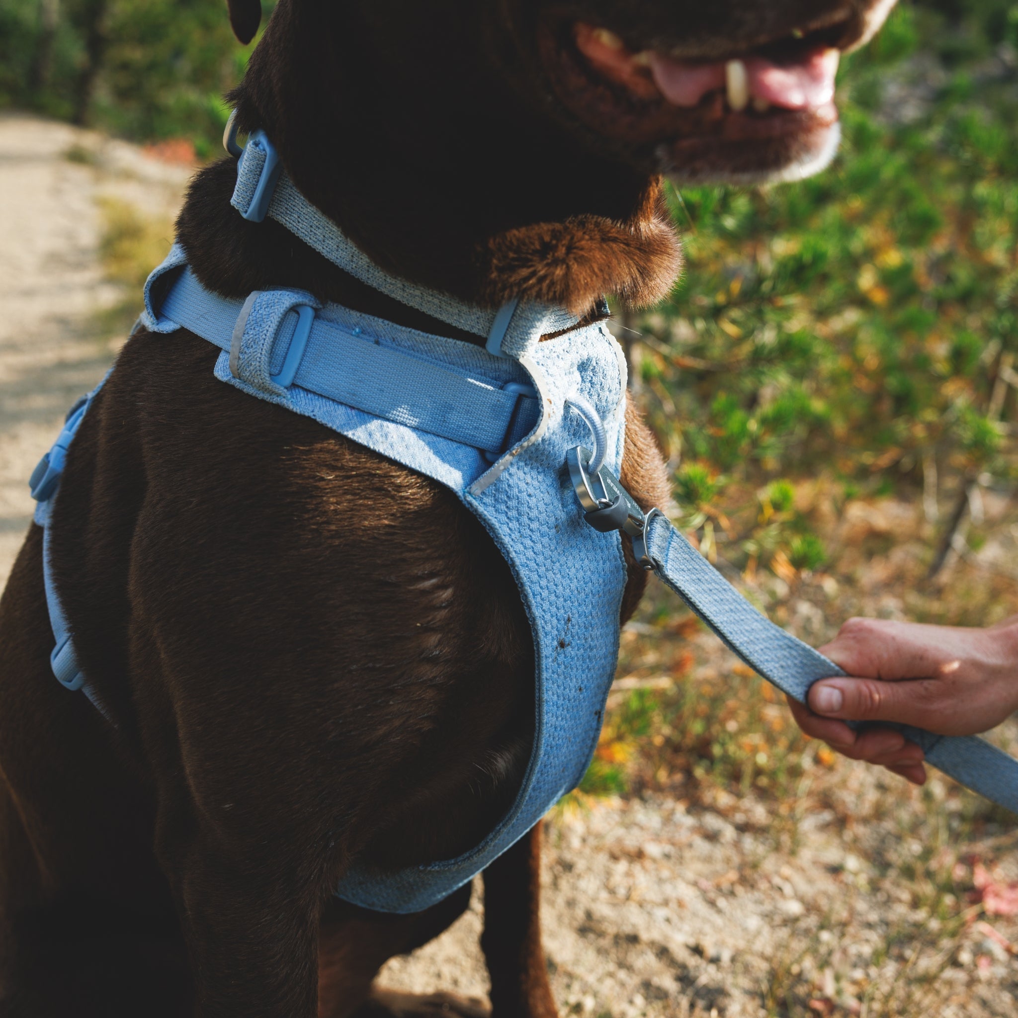Ruffwear Front Range Flex Leash – Reflektierende Premium - Hundeleine mit weichem Griff für maximale Kontrolle und Komfort bei jedem Abenteuer - Woofshack