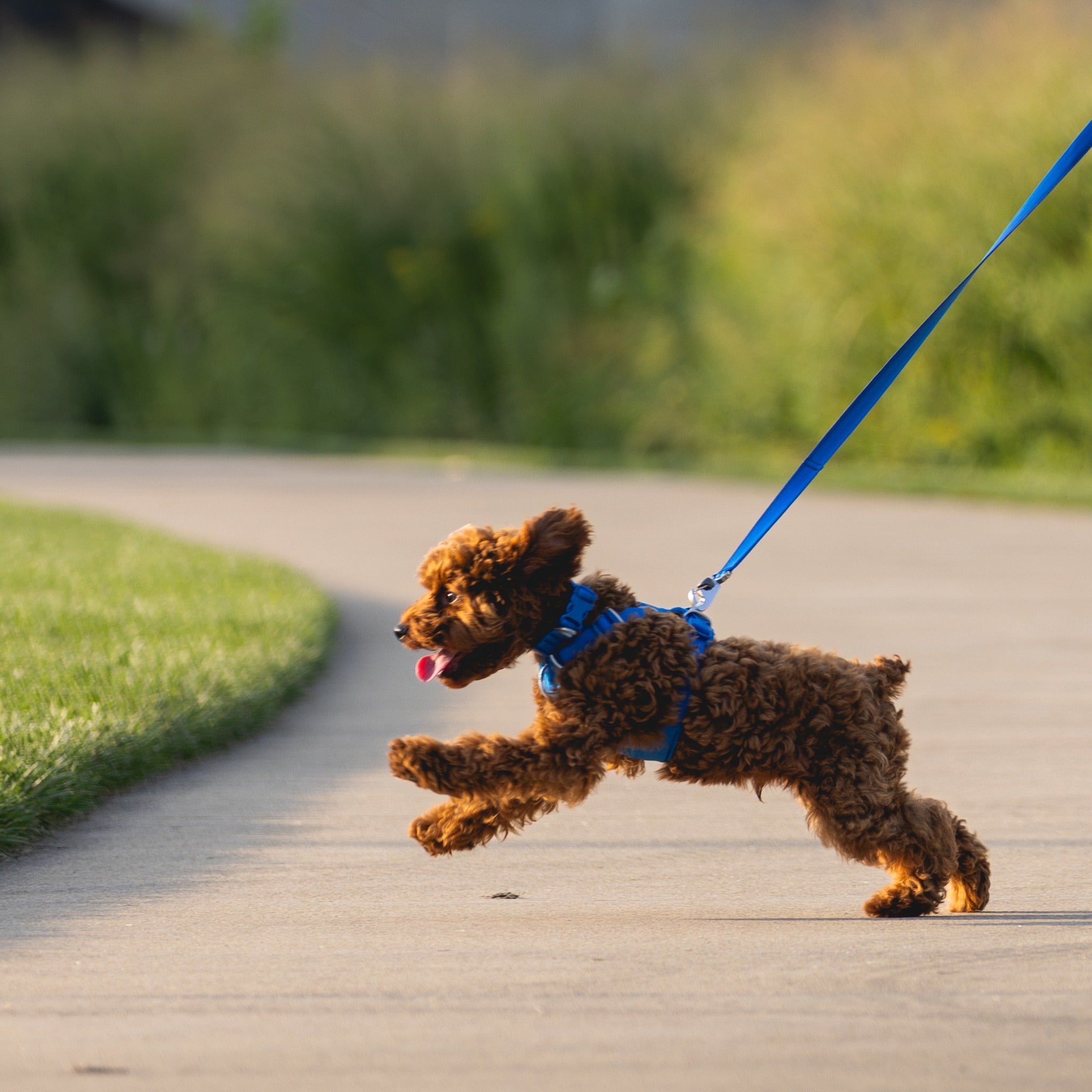Ruffwear Front Range Harness – Premium Hundegeschirr mit Brustring gegen Ziehen, gepolstert für maximalen Komfort bei Spaziergängen & Outdoor-Abenteuern