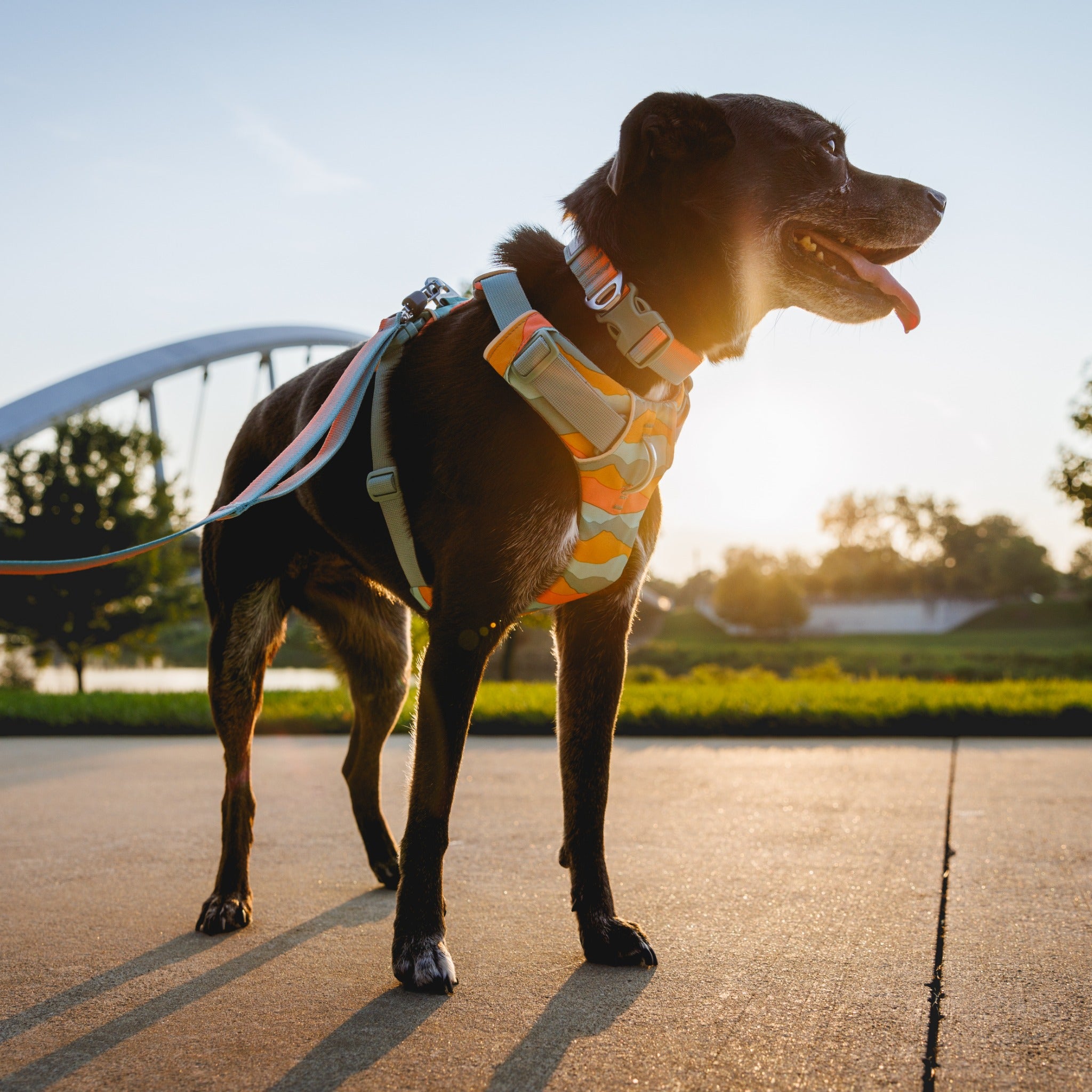 Ruffwear Front Range Harness, Hundegeschirr