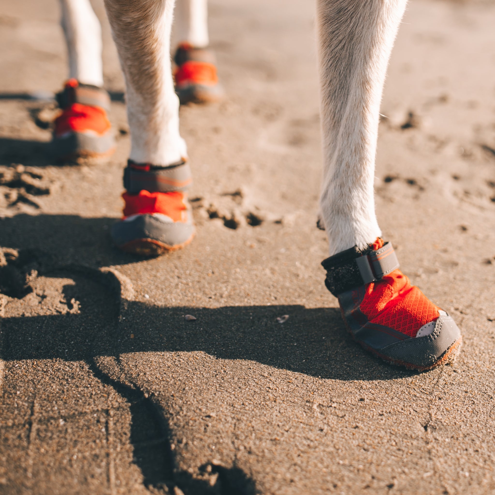 Ruffwear Grip Trex Hundeschuhe – Professioneller Pfotenschutz für Abenteuer, Arbeitshunde & Diensthunde in jedem Gelände - Woofshack