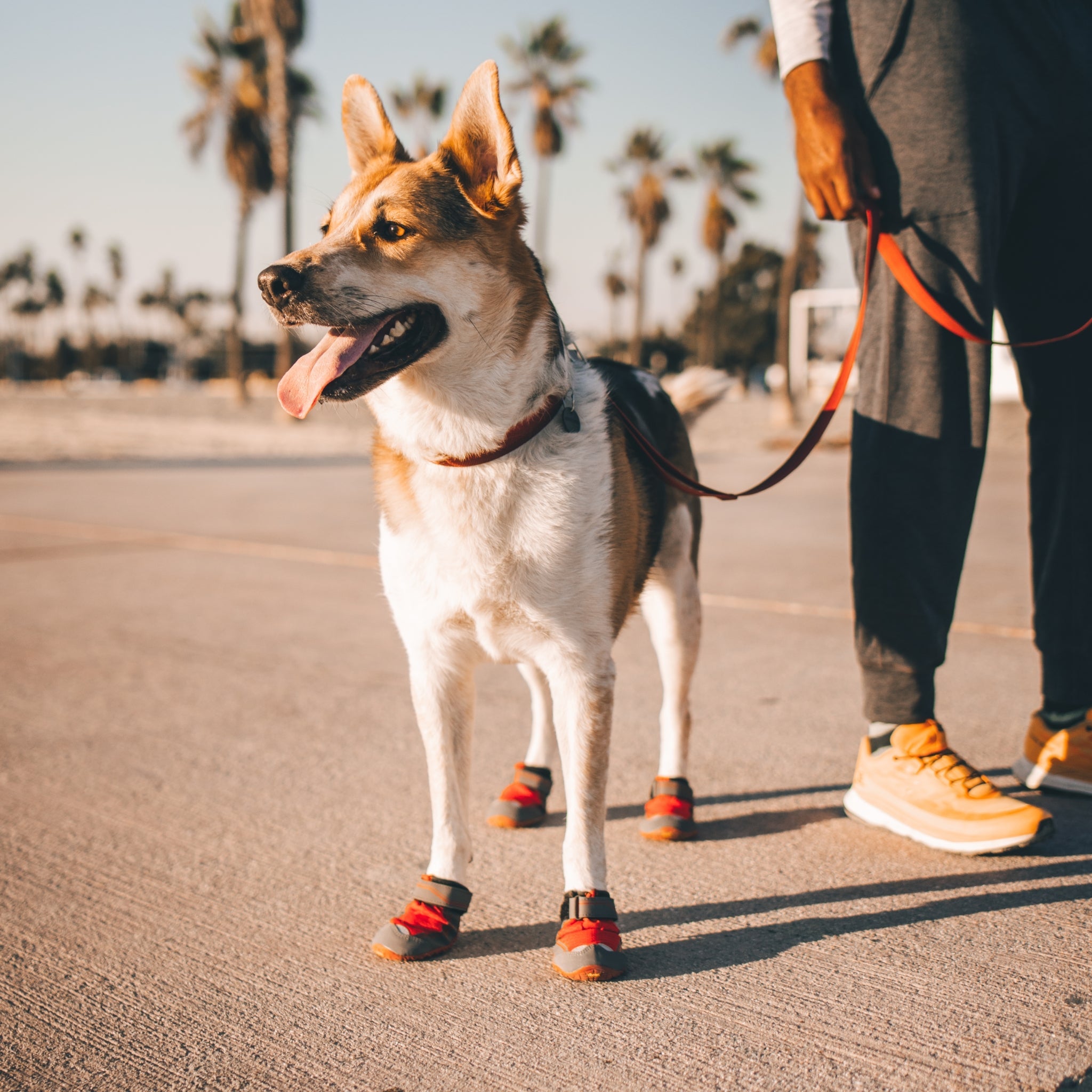 Ruffwear Grip Trex Hundeschuhe – Professioneller Pfotenschutz für Abenteuer, Arbeitshunde & Diensthunde in jedem Gelände - Woofshack