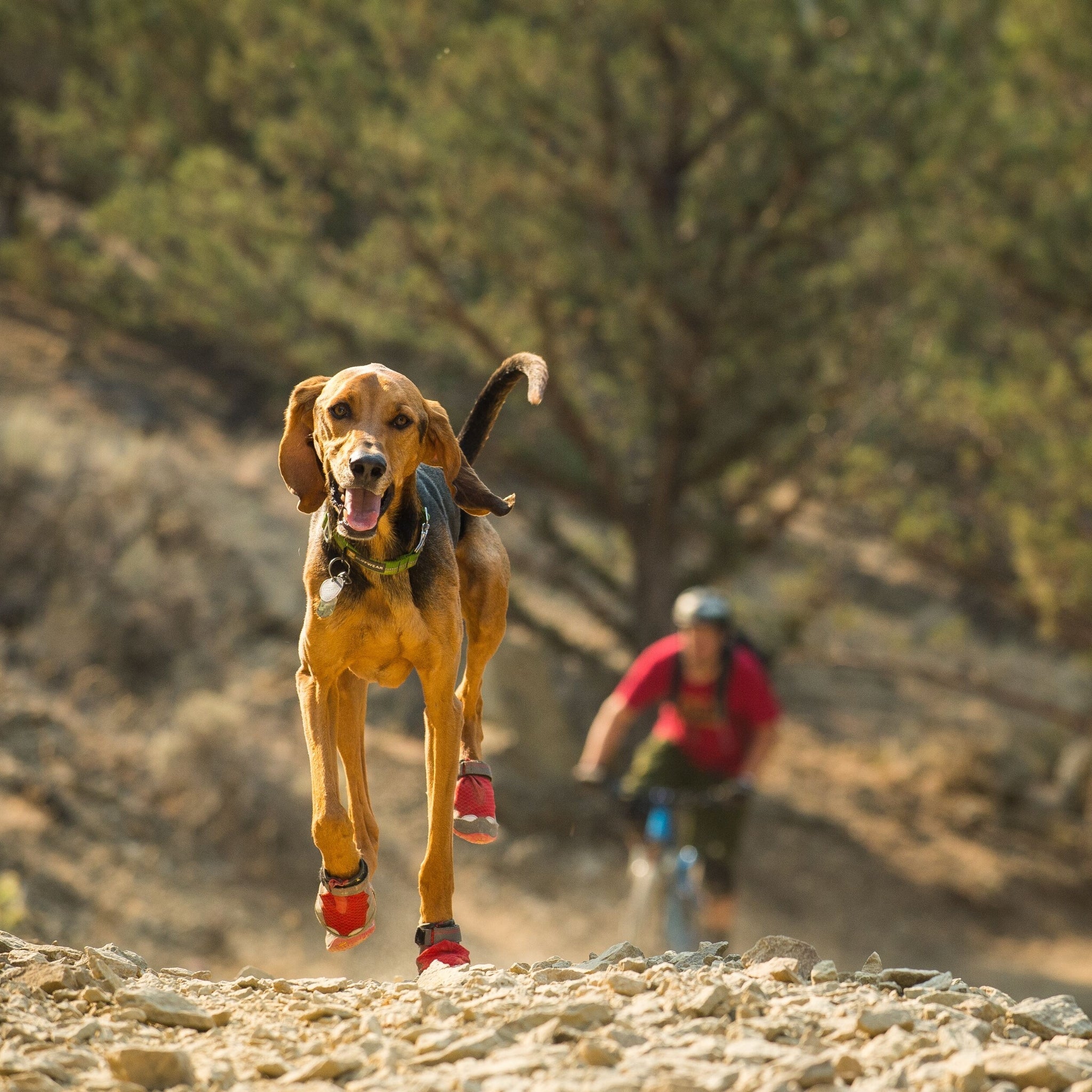 Ruffwear Grip Trex Hundeschuhe – Professioneller Pfotenschutz für Abenteuer, Arbeitshunde & Diensthunde in jedem Gelände - Woofshack