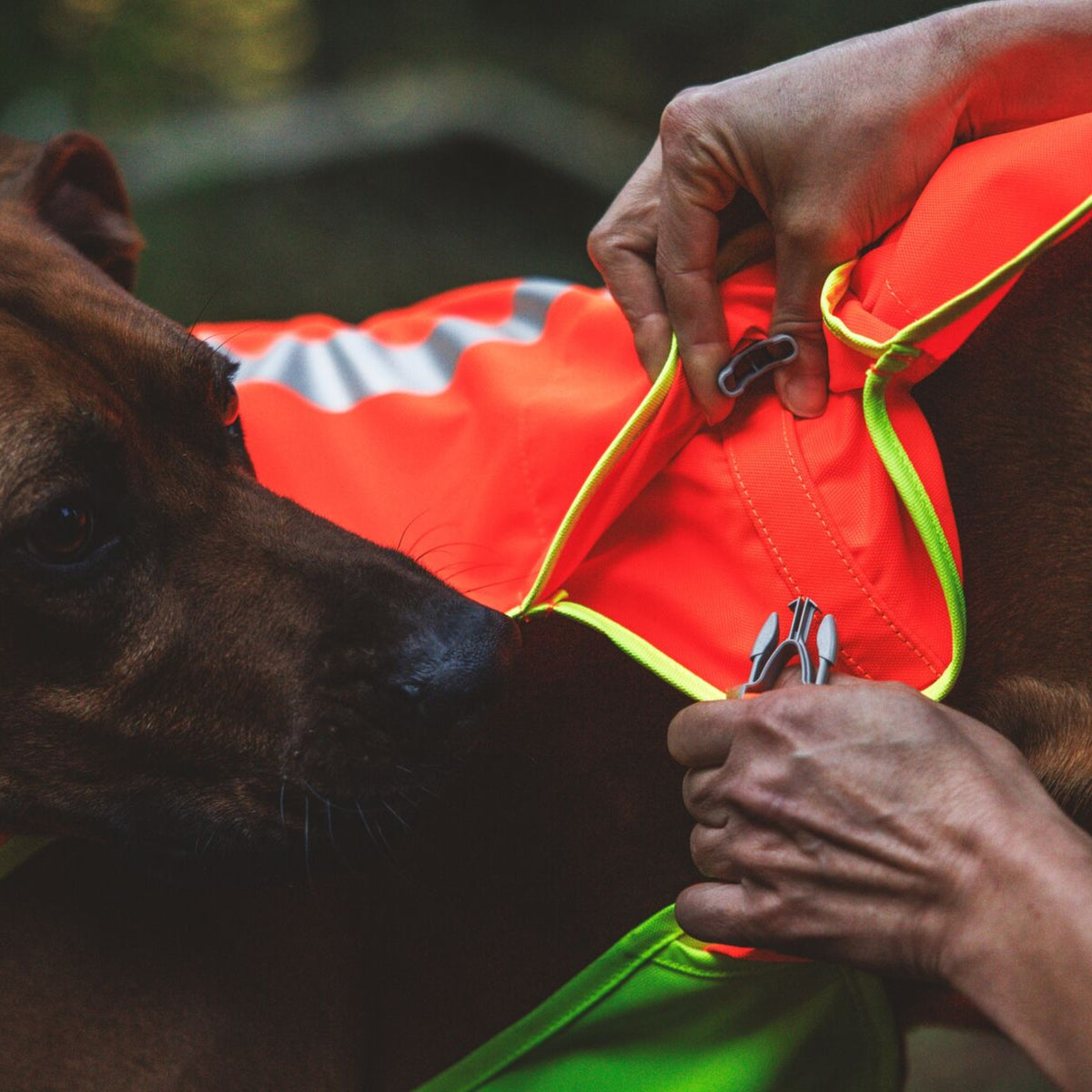Ruffwear Lumenglow High-Vis Vest – Hochsichtbarkeits-Hundeweste mit Reflektoren für sichere Abendspaziergänge & Outdoor-Abenteuer bei Dämmerung, Nebel und Dunkelheit
