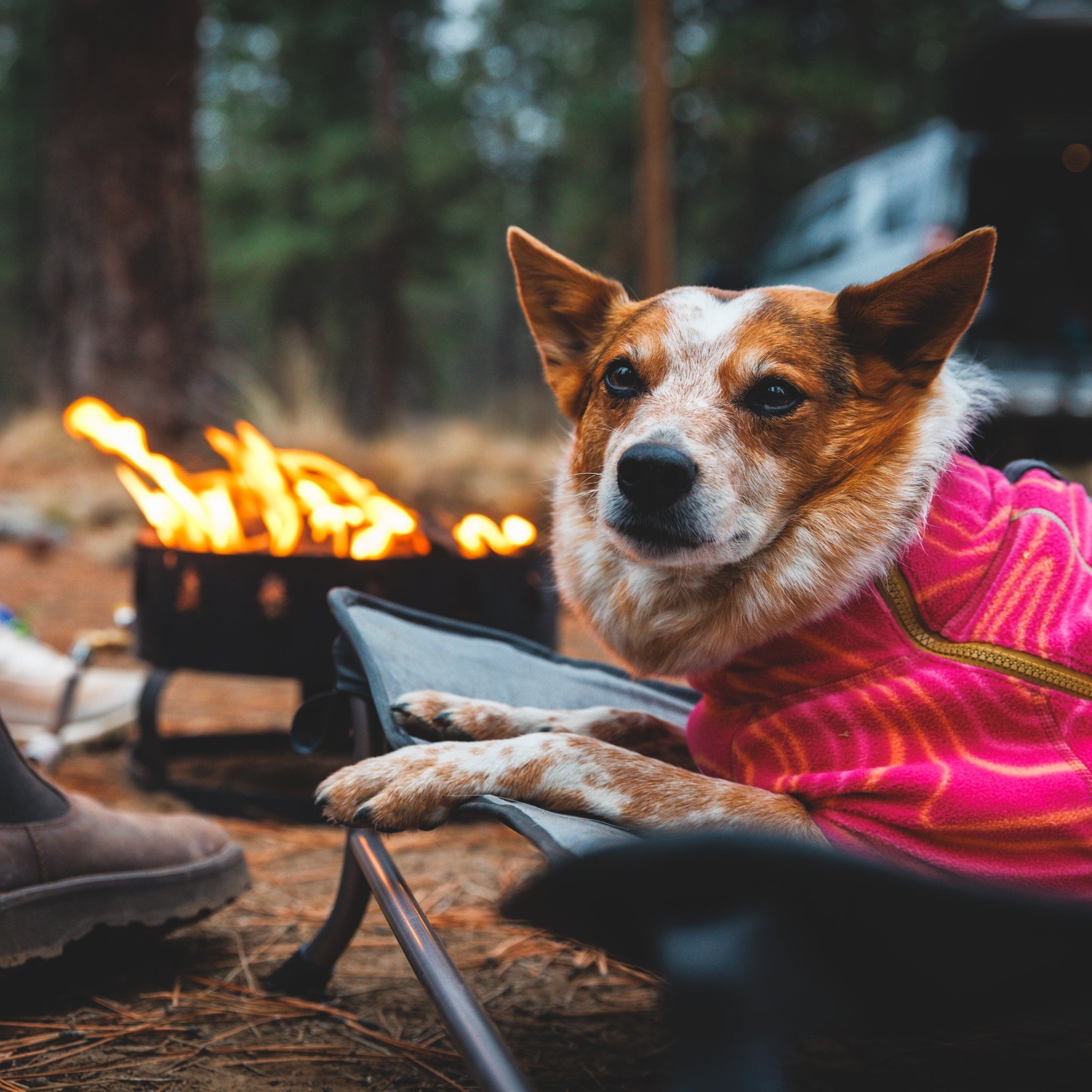 Ruffwear Mt. EverRest Hundebett – Erhöhtes, tragbares Premium - Hundebett für Zuhause, Camping und unterwegs - Woofshack