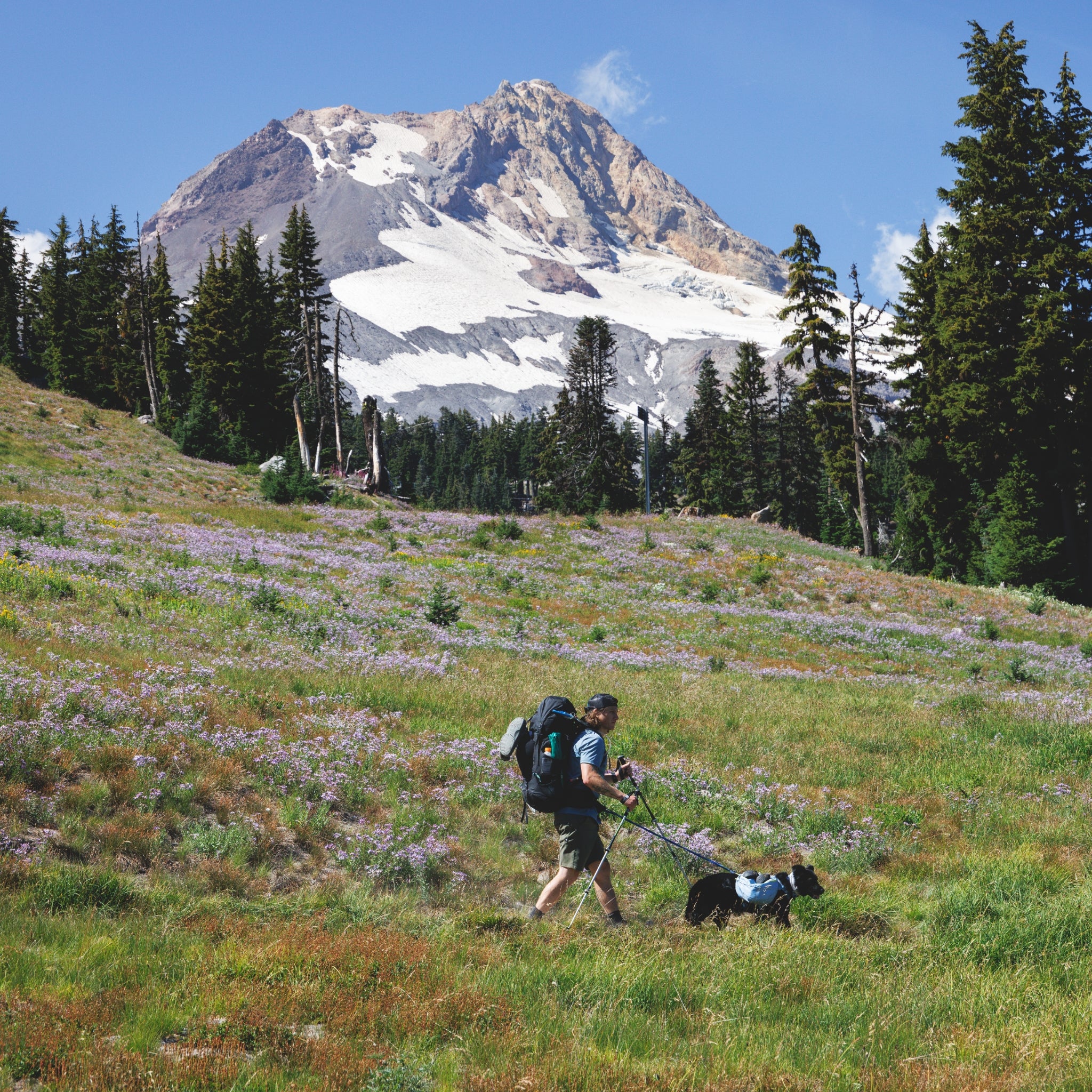 Ruffwear Palisades Pack – Premium Hunderucksack mit abnehmbaren Satteltaschen für Wanderungen & Outdoor-Abenteuer
