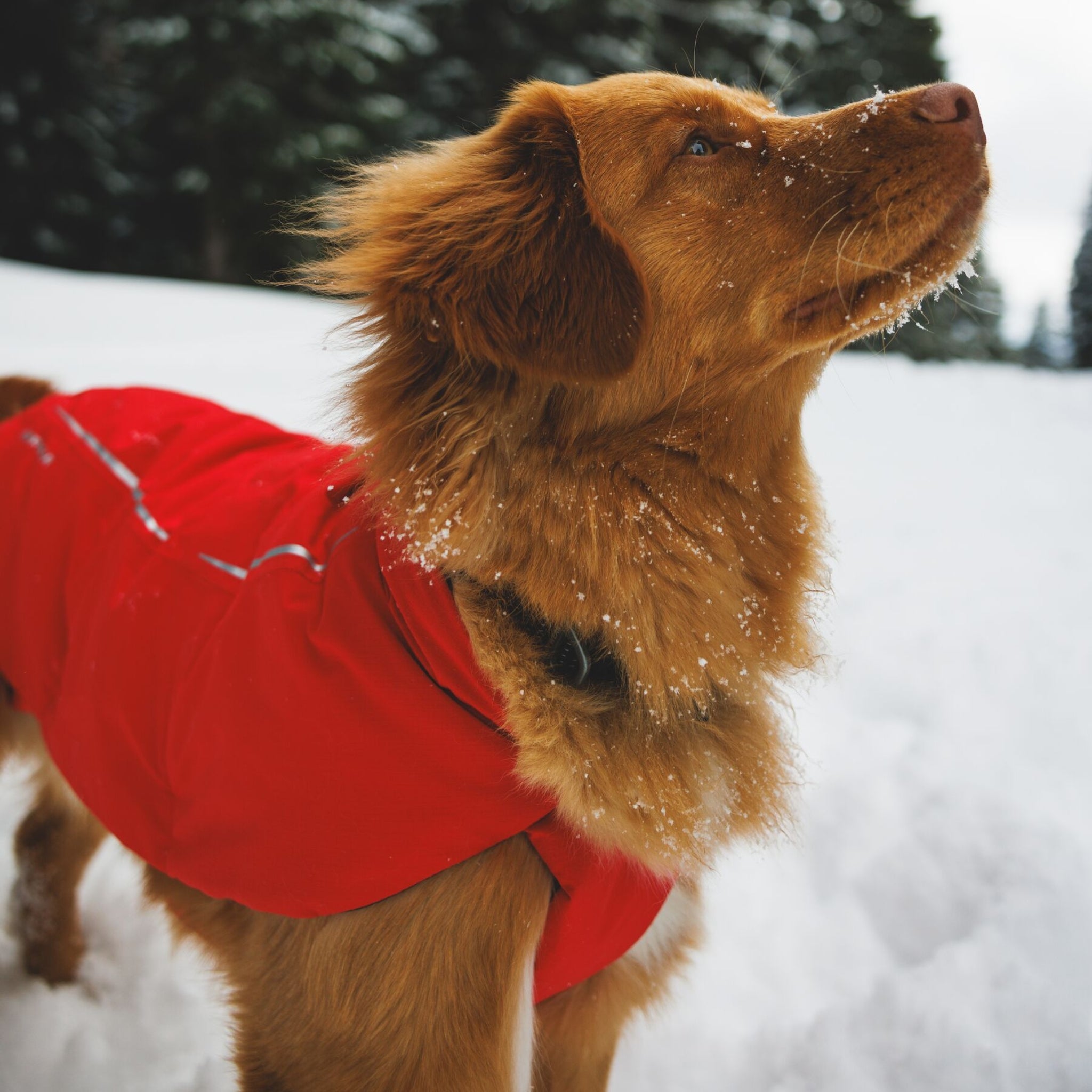 Ruffwear Powder Hound Vest – Wasserdichter wattierter Hundemantel für den Winter | Warm, Windgeschützt & Outdoor-tauglich