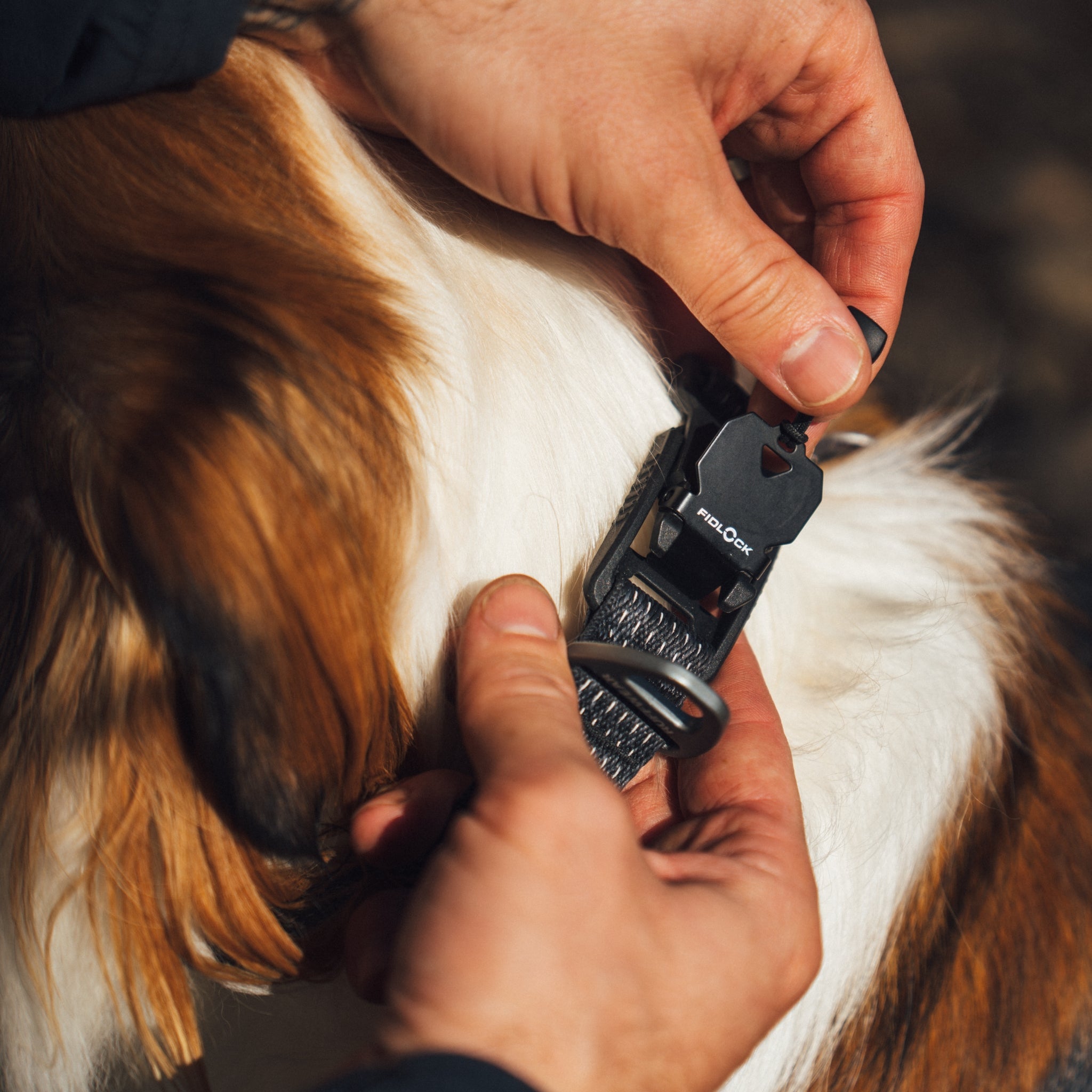 Ruffwear Ridgeline Collar – Reflektierendes Hundehalsband für Abenteuer, Sicherheit & Komfort bei Tag und Nacht - Woofshack