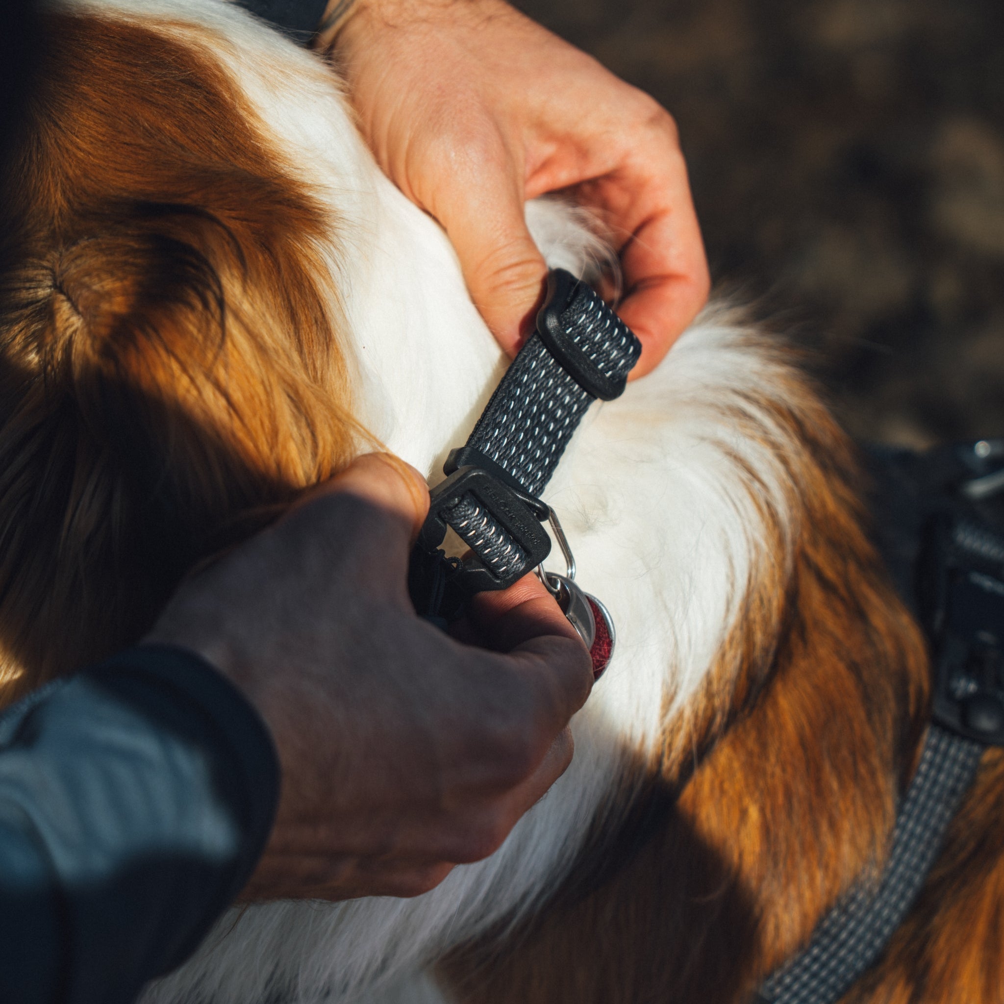 Ruffwear Ridgeline Collar – Reflektierendes Hundehalsband für Abenteuer, Sicherheit & Komfort bei Tag und Nacht - Woofshack