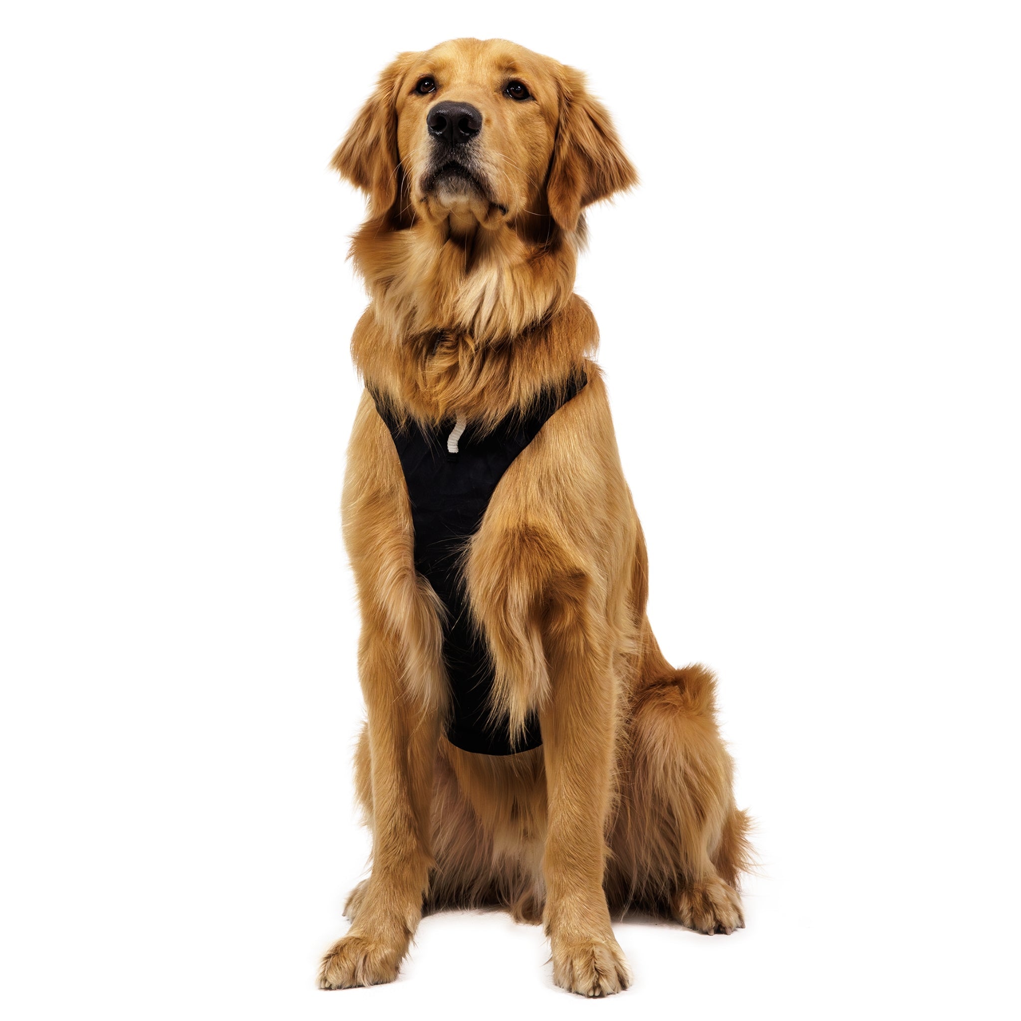 Ruffwear Ridgeline Collar – Reflektierendes Hundehalsband für Abenteuer, Sicherheit & Komfort bei Tag und Nacht - Woofshack