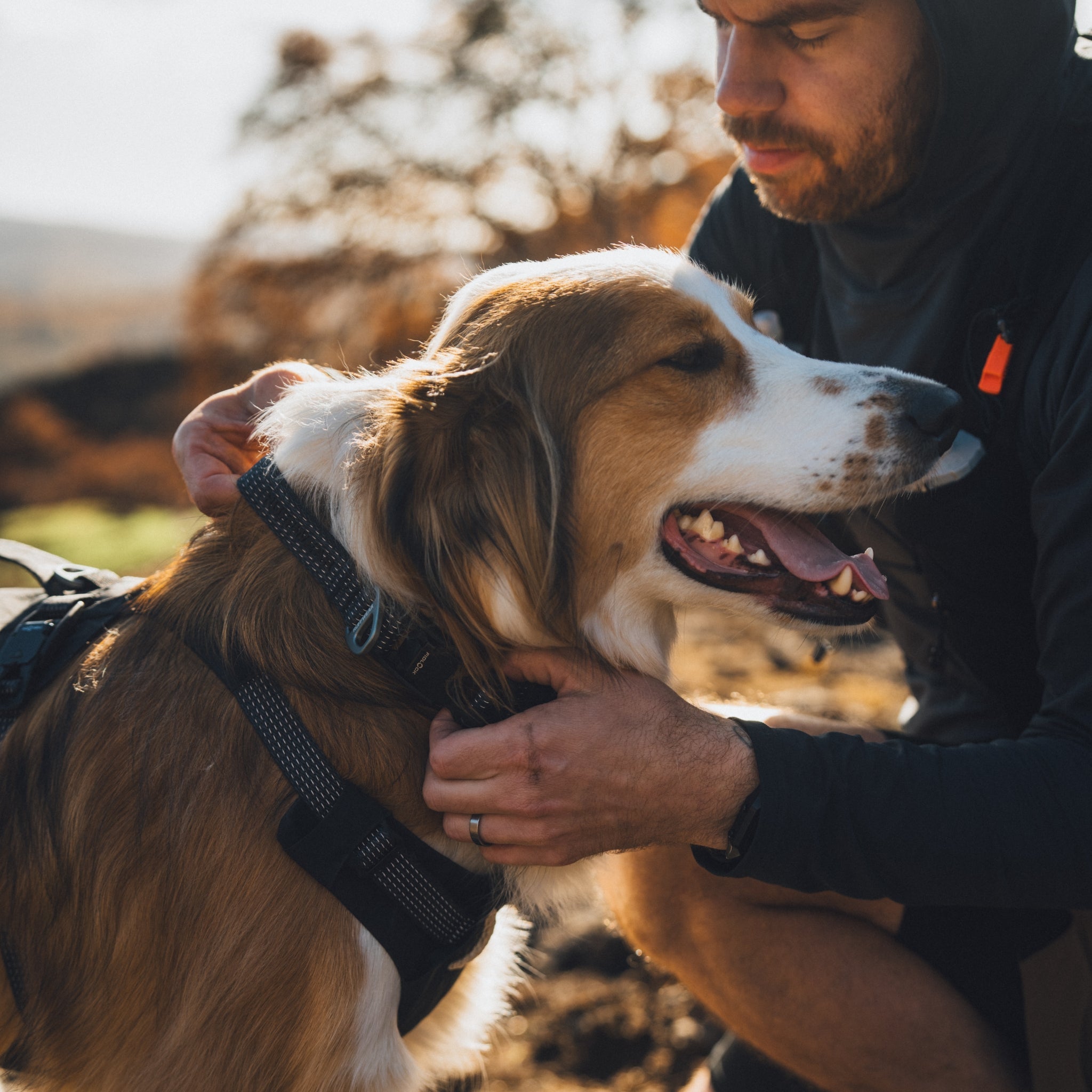 Ruffwear Ridgeline Collar – Reflektierendes Hundehalsband für Abenteuer, Sicherheit & Komfort bei Tag und Nacht - Woofshack