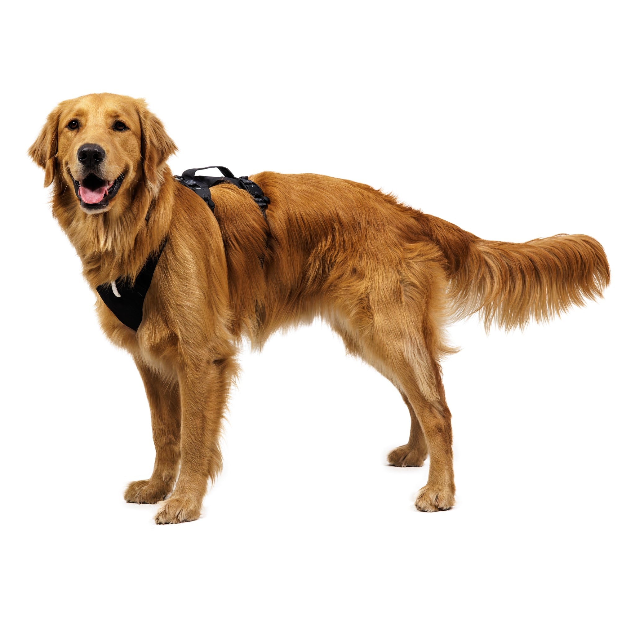 Ruffwear Ridgeline Harness – Ultraleichtes Hundegeschirr für aktive Abenteuer, optimale Bewegungsfreiheit und ganztägigen Tragekomfort - Woofshack