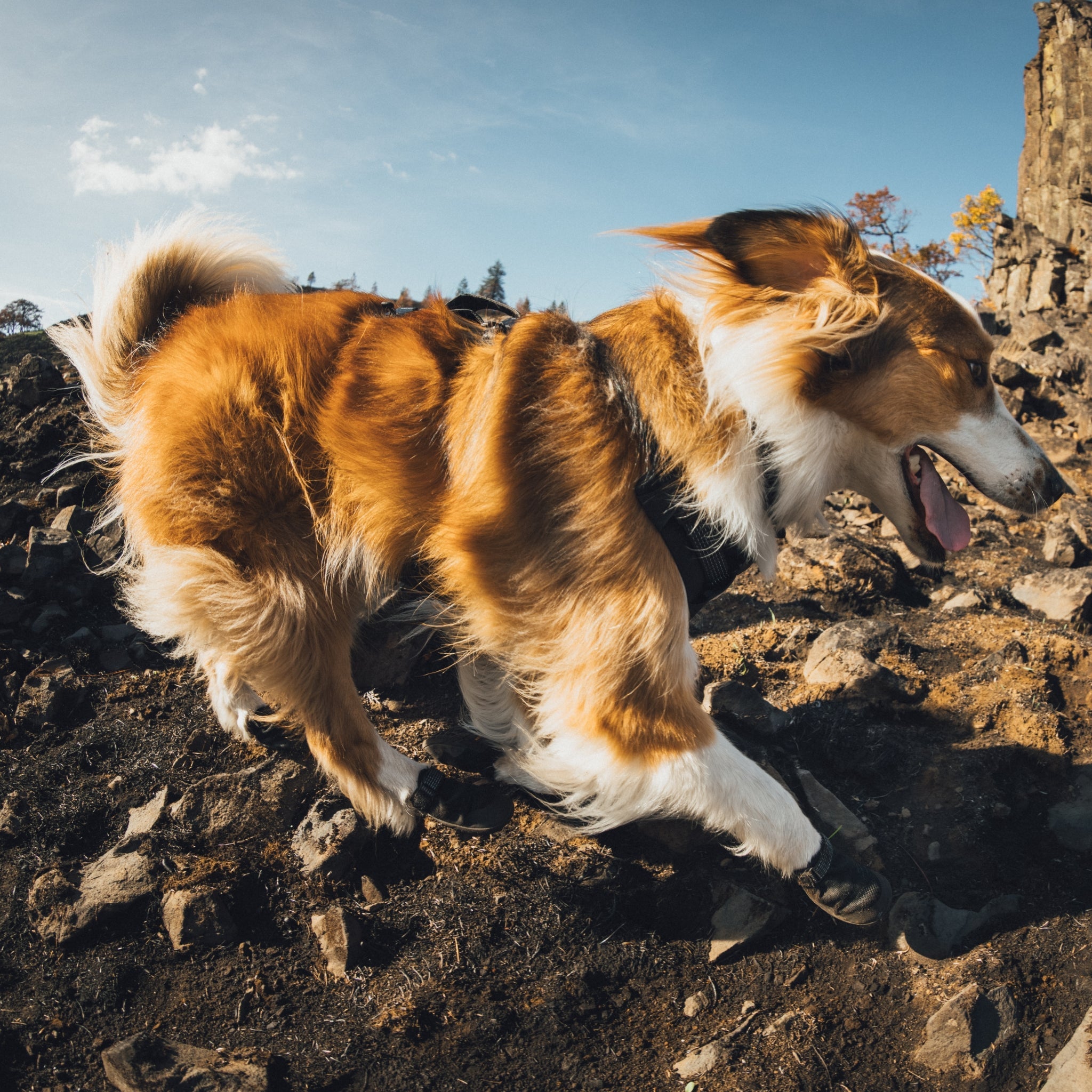 Ruffwear Ridgeline Hundeschuhe – Robuster Pfotenschutz für anspruchsvolle Trails und raues Gelände - Woofshack