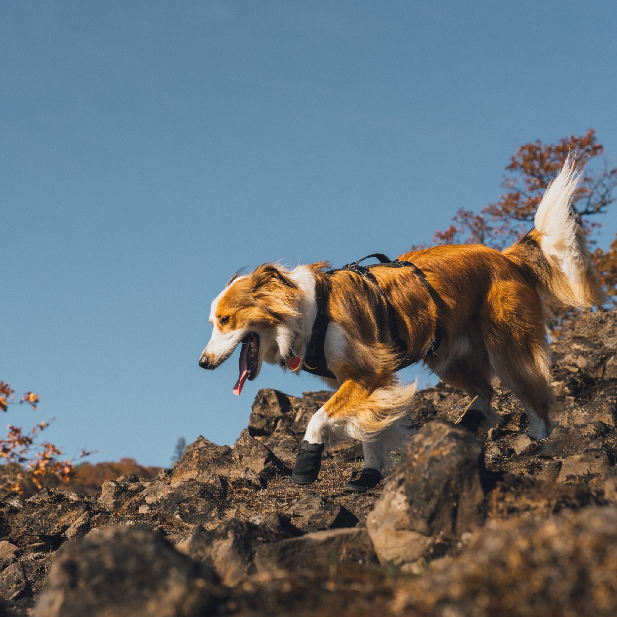 Ruffwear Ridgeline Hundeschuhe – Robuster Pfotenschutz für anspruchsvolle Trails und raues Gelände - Woofshack