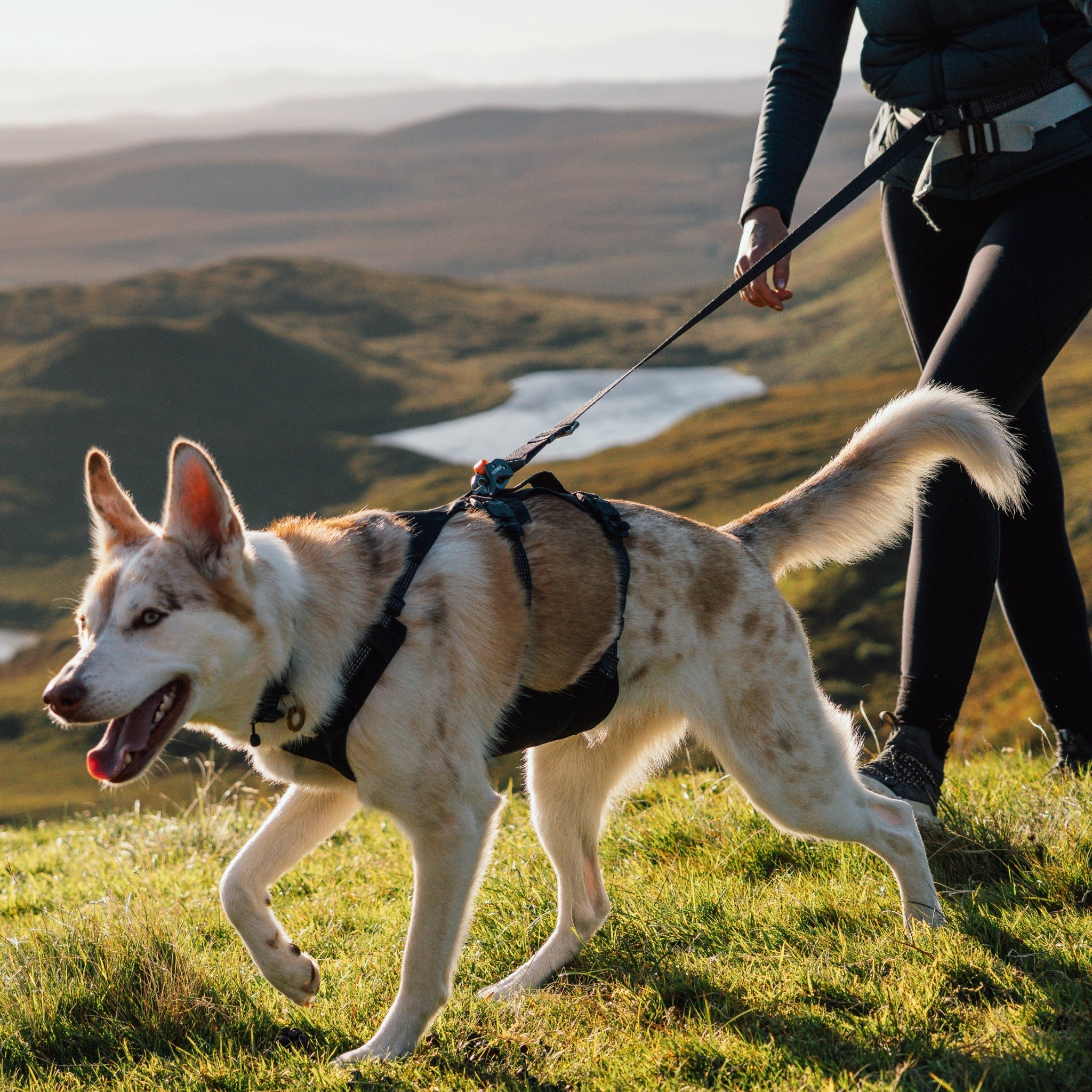 Ruffwear Ridgeline Leash – Reflektierende Hundeleine mit Crux Karabiner für sichere Abenteuer bei Tag und Nacht - Woofshack