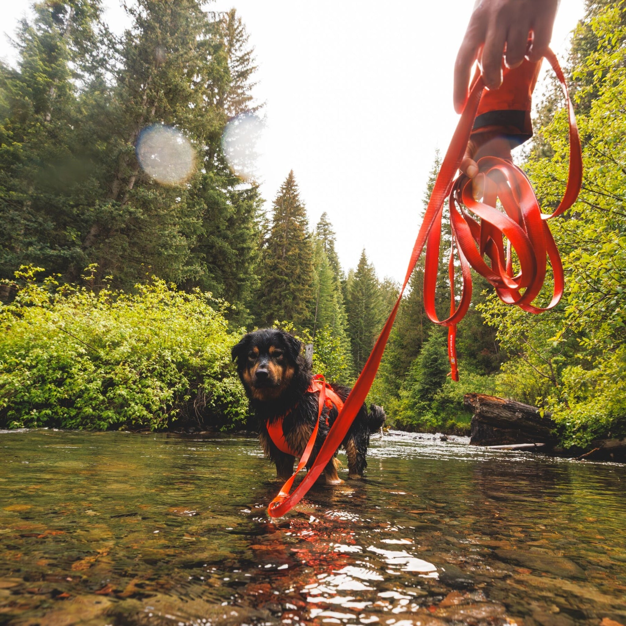 Ruffwear Rogue Long Line – Schleppleine 6,1 Meter für Rückruftraining, Freilauf & Geländeeinsatz mit verriegelbarem Karabiner - Woofshack