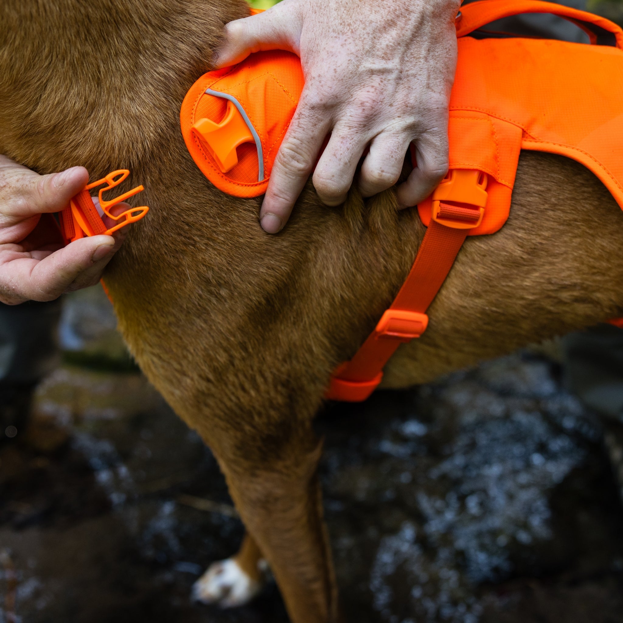 Ruffwear Web Master Hundegeschirr – Sicherer Halt für Abenteuer - Woofshack
