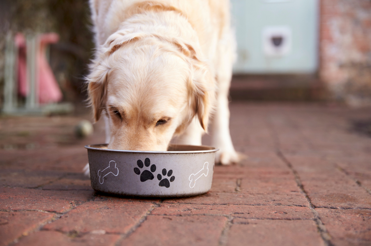 Hund frisst Singleprotein Hundefutter aus einem Futternapf