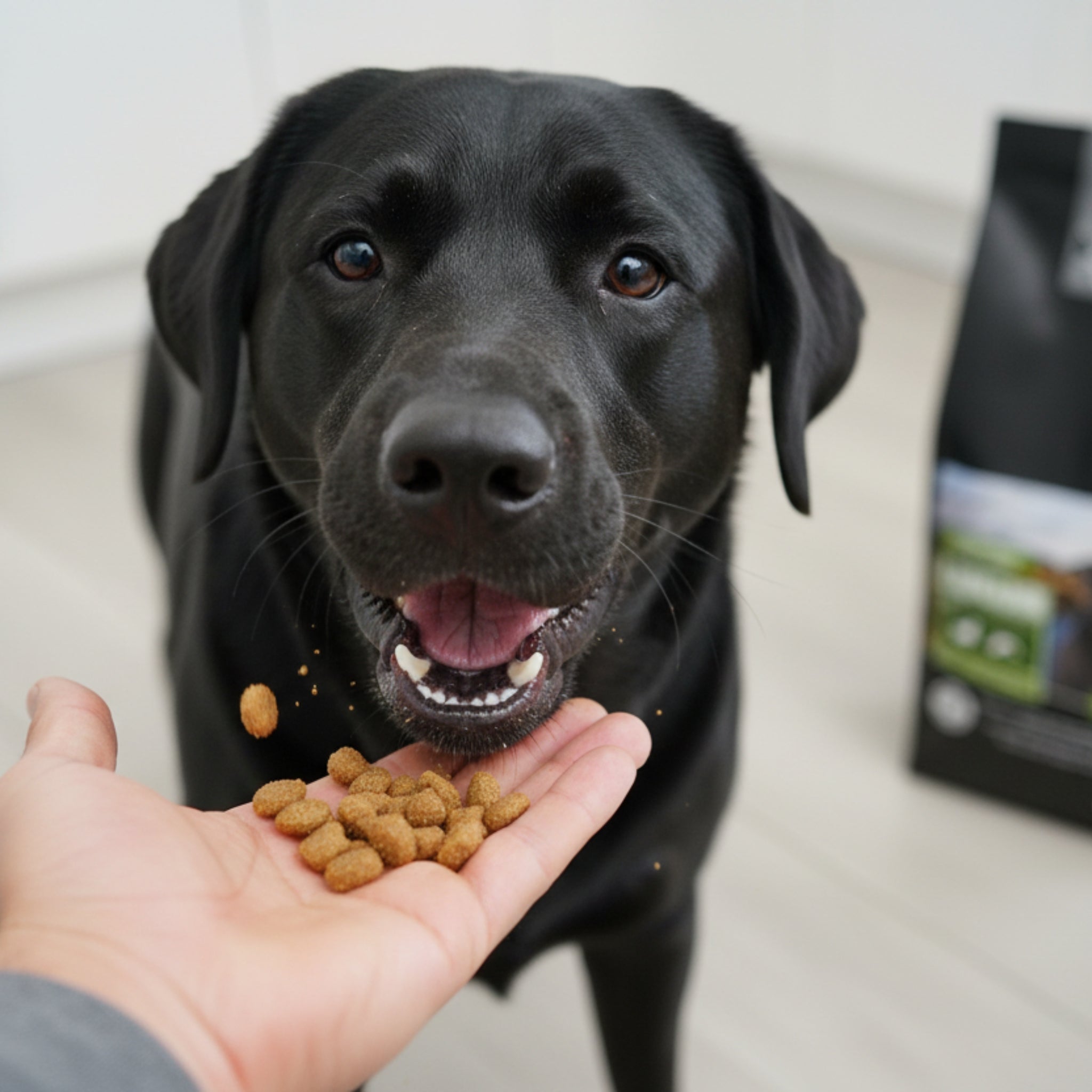 Speziell für Labrador & Retriever entwickelt, mit optimiertem Energiegehalt gegen Übergewicht – Black Canyon Truthahn & Lachs Trockenfutter, getreidefrei, gelenkschonend mit Grünlippmuschel - Woofshack
