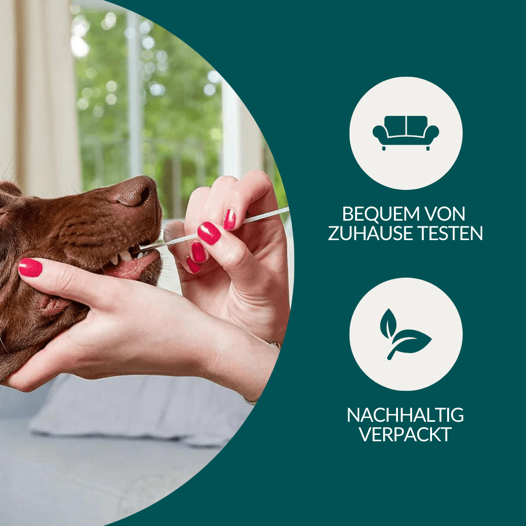 Vetevo DNA-Test Hund – 175+ Erbkrankheiten erkennen, bevor Symptome auftreten | Genetischer Gesundheitscheck - Woofshack