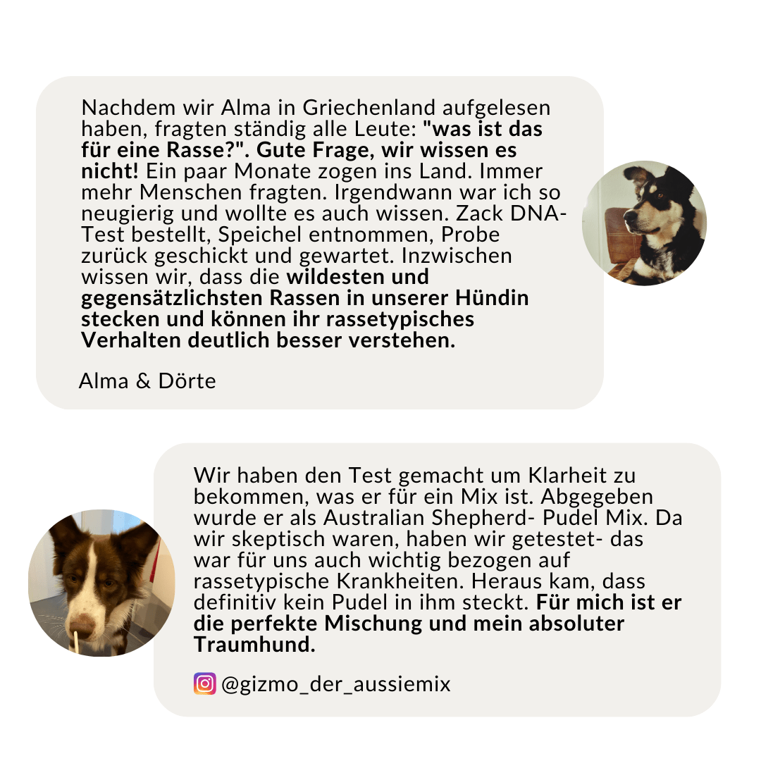 Vetevo DNA Test Hund Pro + MDR1 + Erbkrankheiten – Rassebestimmung für 350+ Rassen, 175 Erbkrankheiten & MDR-1 Gendefekt – Das vollständige Gesundheitsprofil für deinen Hund - Woofshack