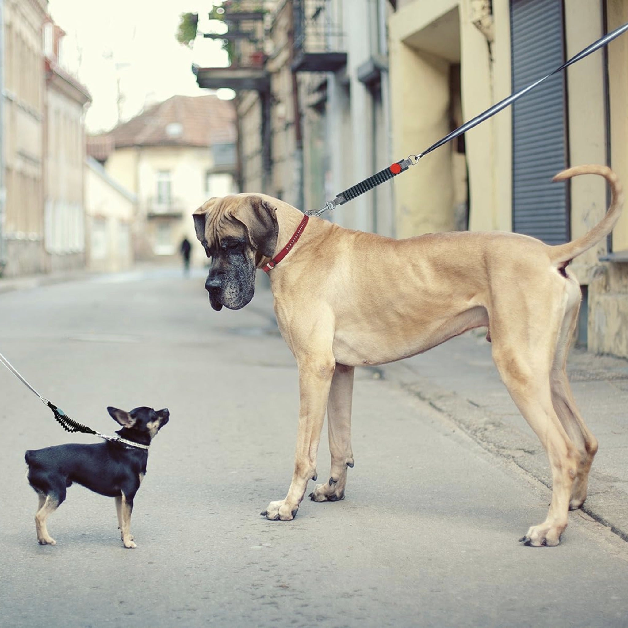 WAW Easy Dog Walk Ruckdämpfer - Woofshack