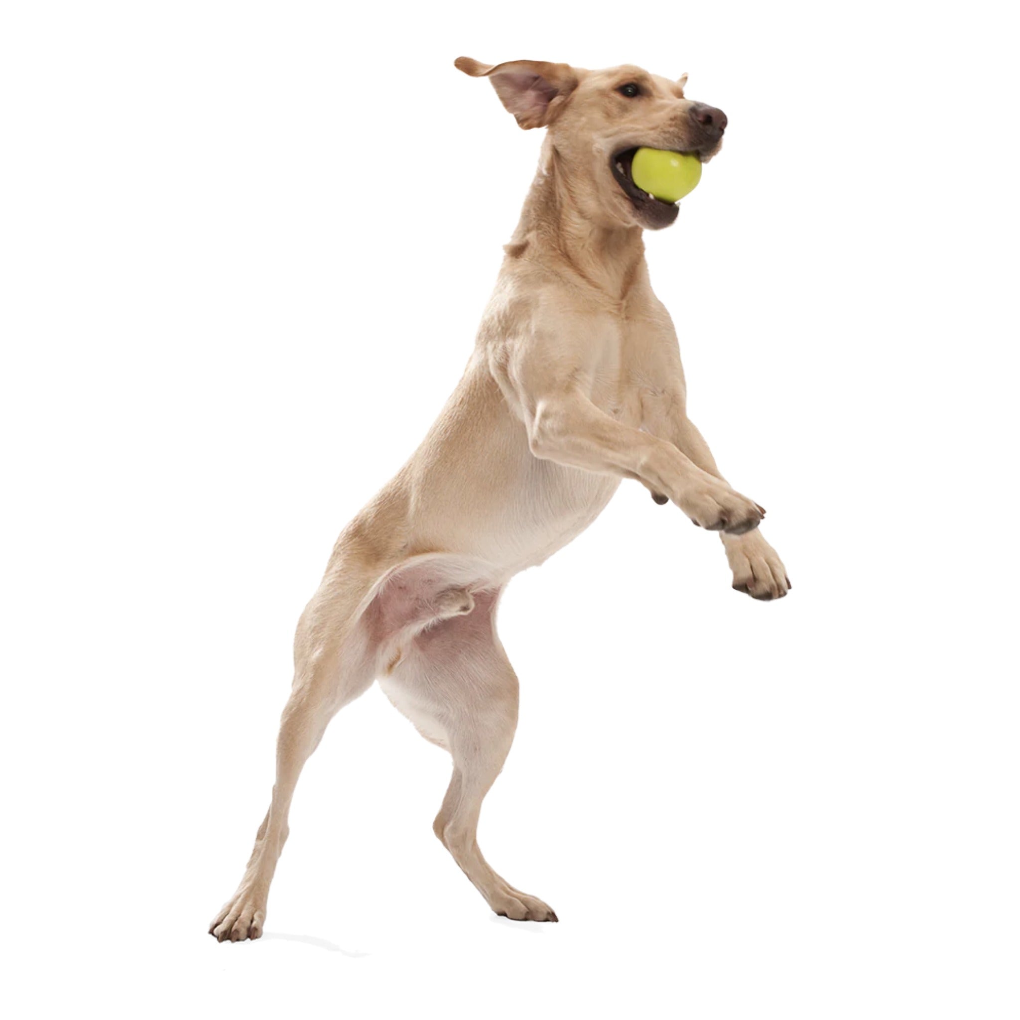 West Paw Zogoflex Jive, Hundespielzeug - Woofshack