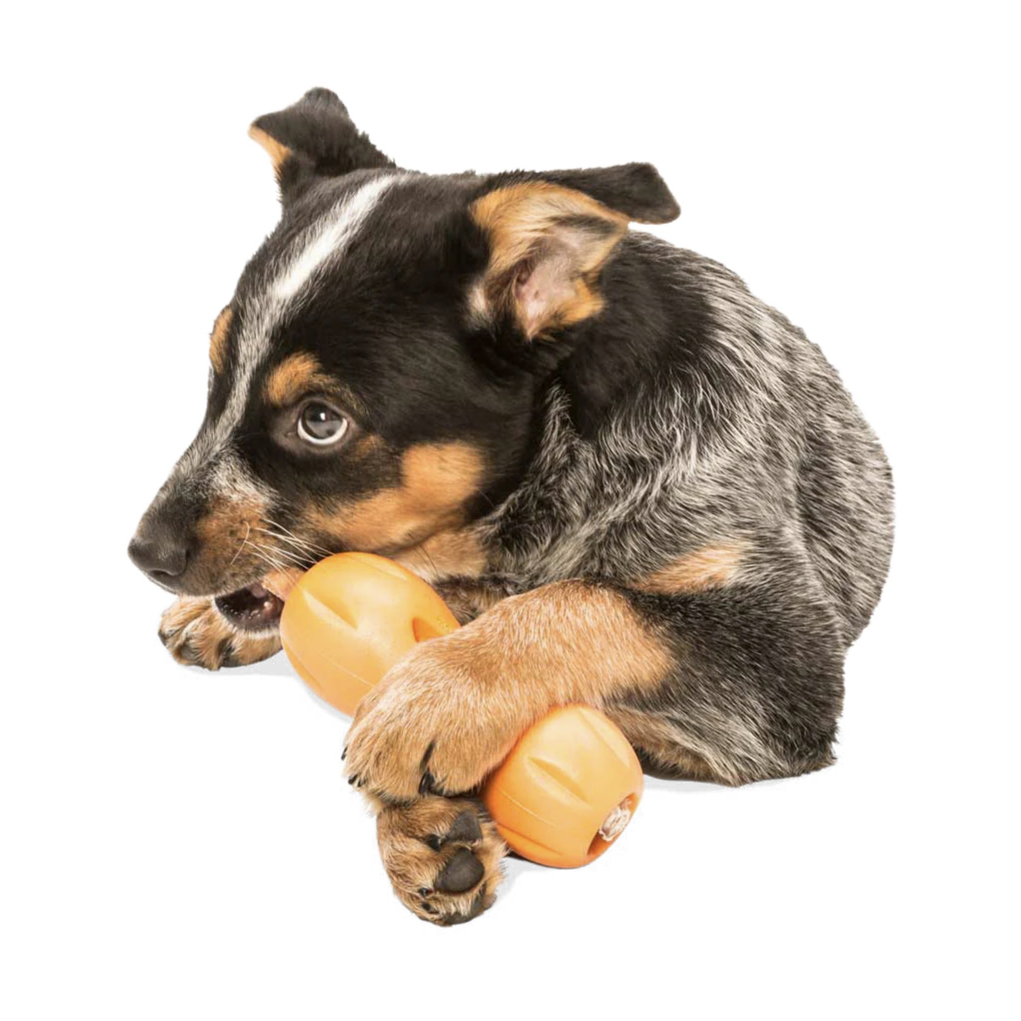 West Paw Zogoflex Qwizl, Hundespielzeug - Woofshack