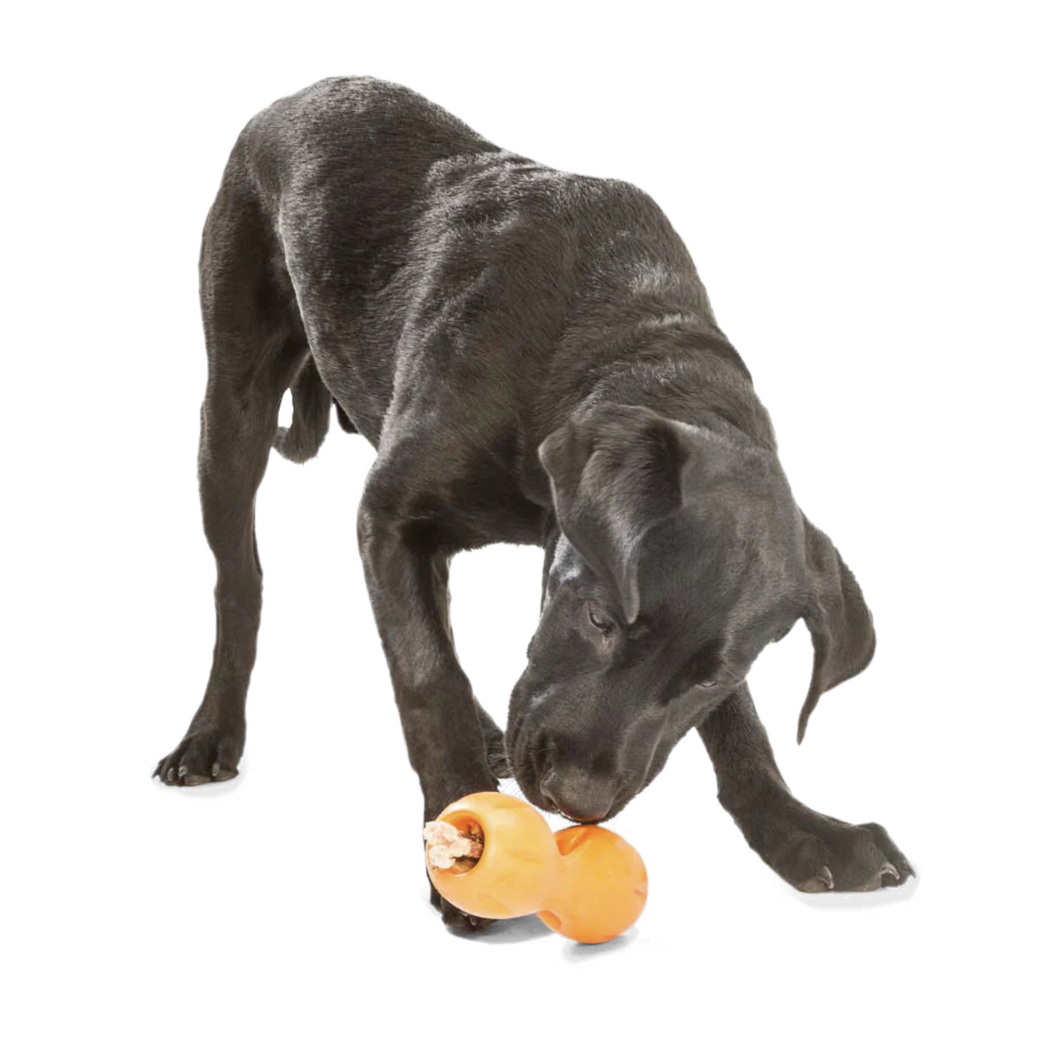 West Paw Zogoflex Qwizl, Hundespielzeug - Woofshack