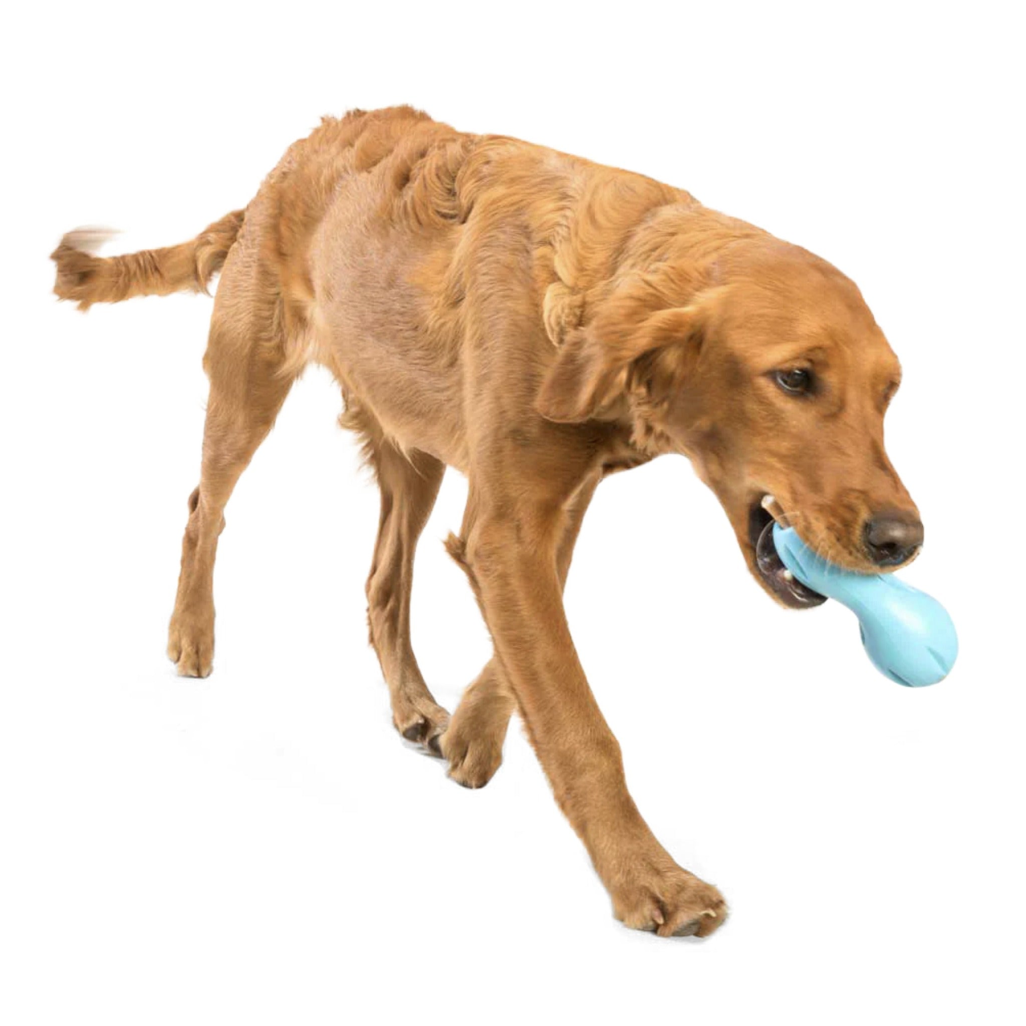 West Paw Zogoflex Qwizl, Hundespielzeug - Woofshack