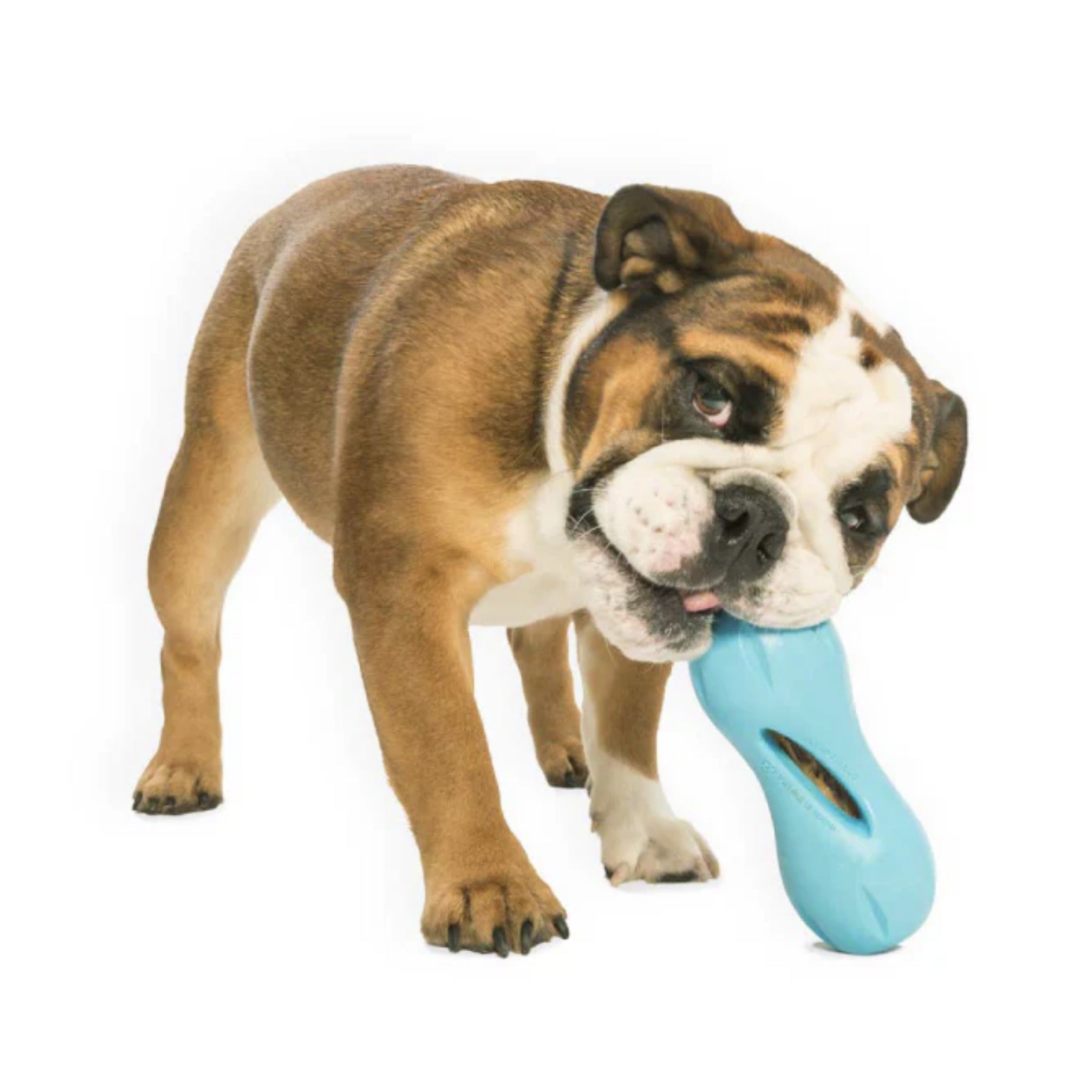 West Paw Zogoflex Qwizl, Hundespielzeug - Woofshack