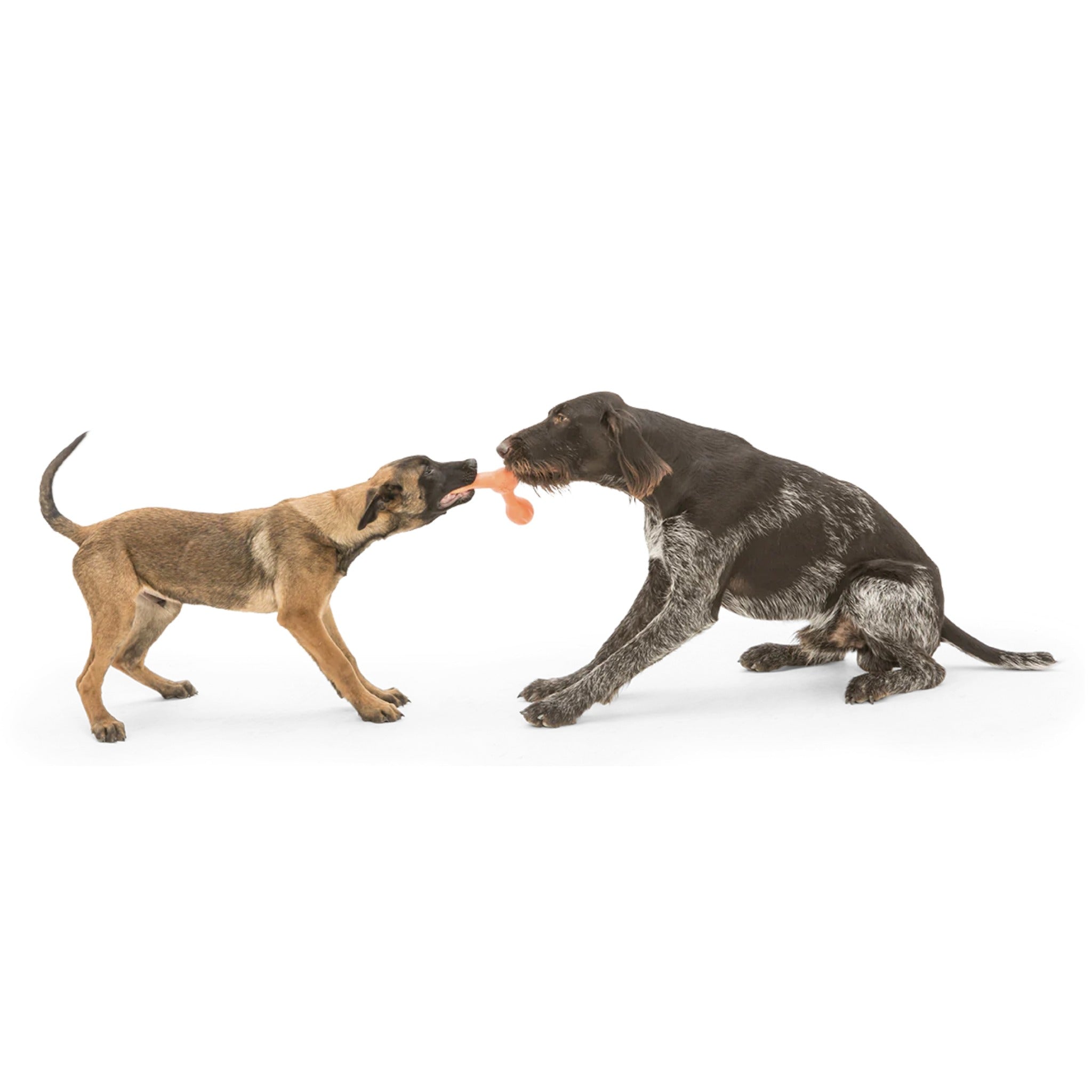 West Paw Zogoflex Skamp, Hundespielzeug - Woofshack