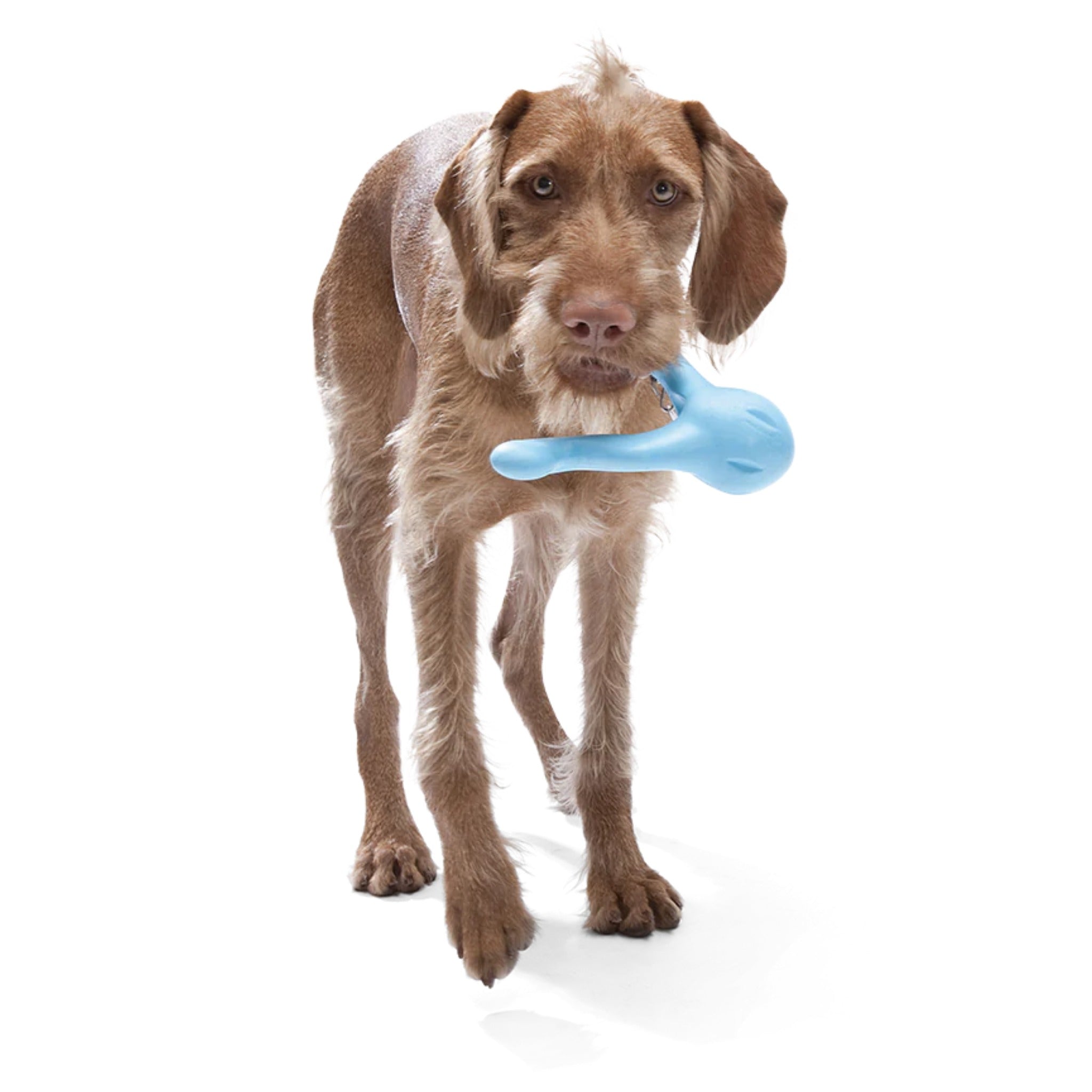 West Paw Zogoflex Tizzi, Hundespielzeug - Woofshack