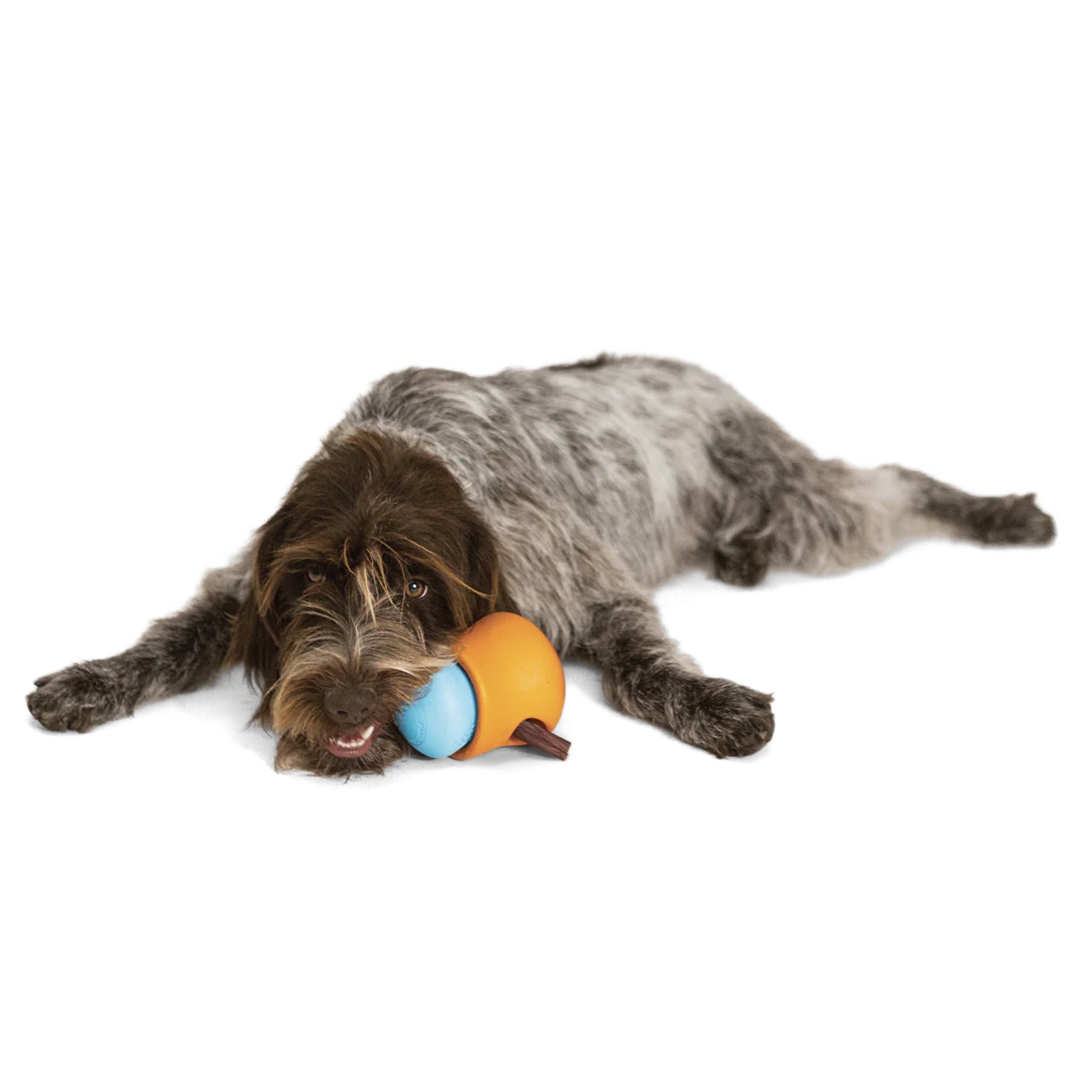 West Paw Zogoflex Toppl, Hundespielzeug - Woofshack