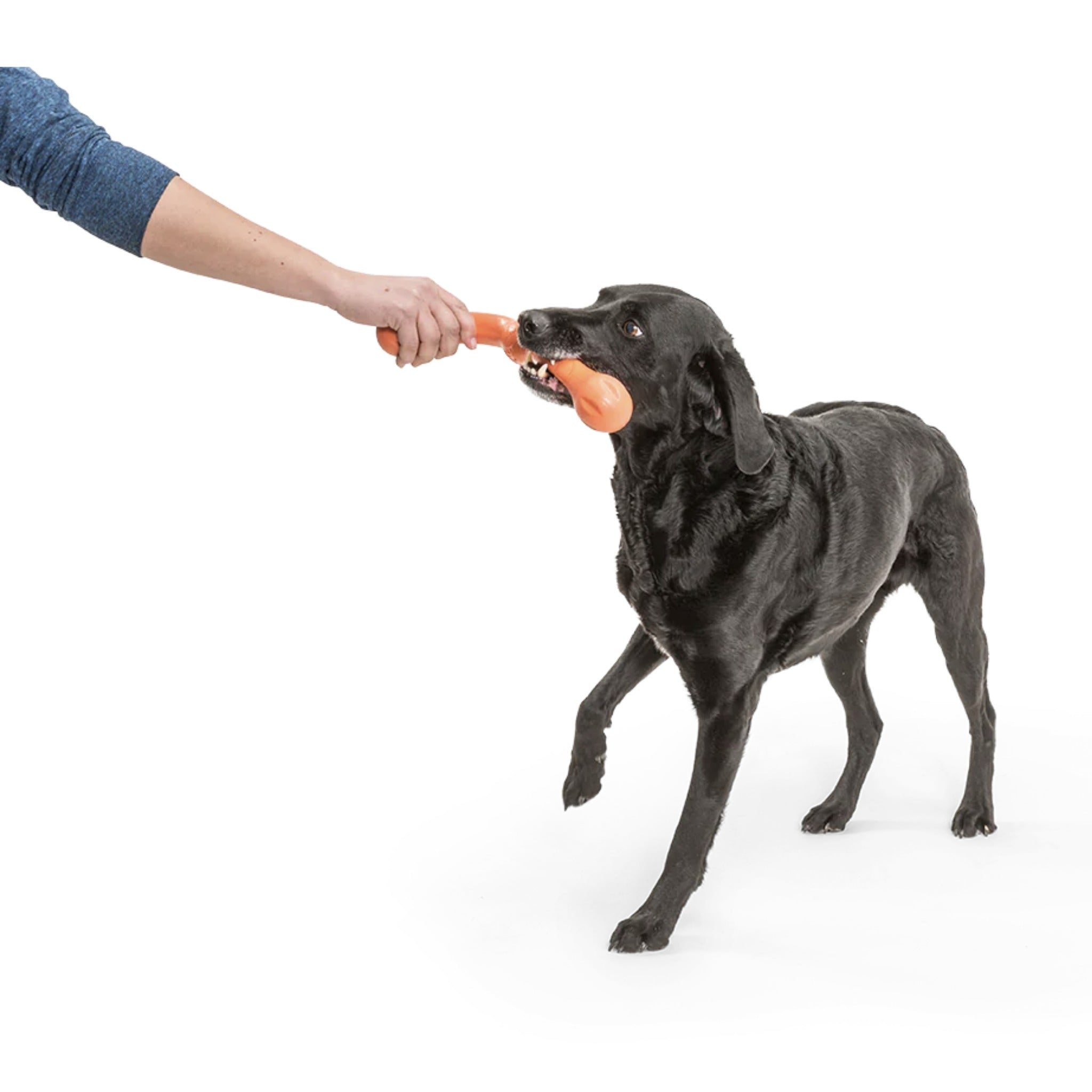 West Paw Zogoflex Zwig, Hundespielzeug - Woofshack