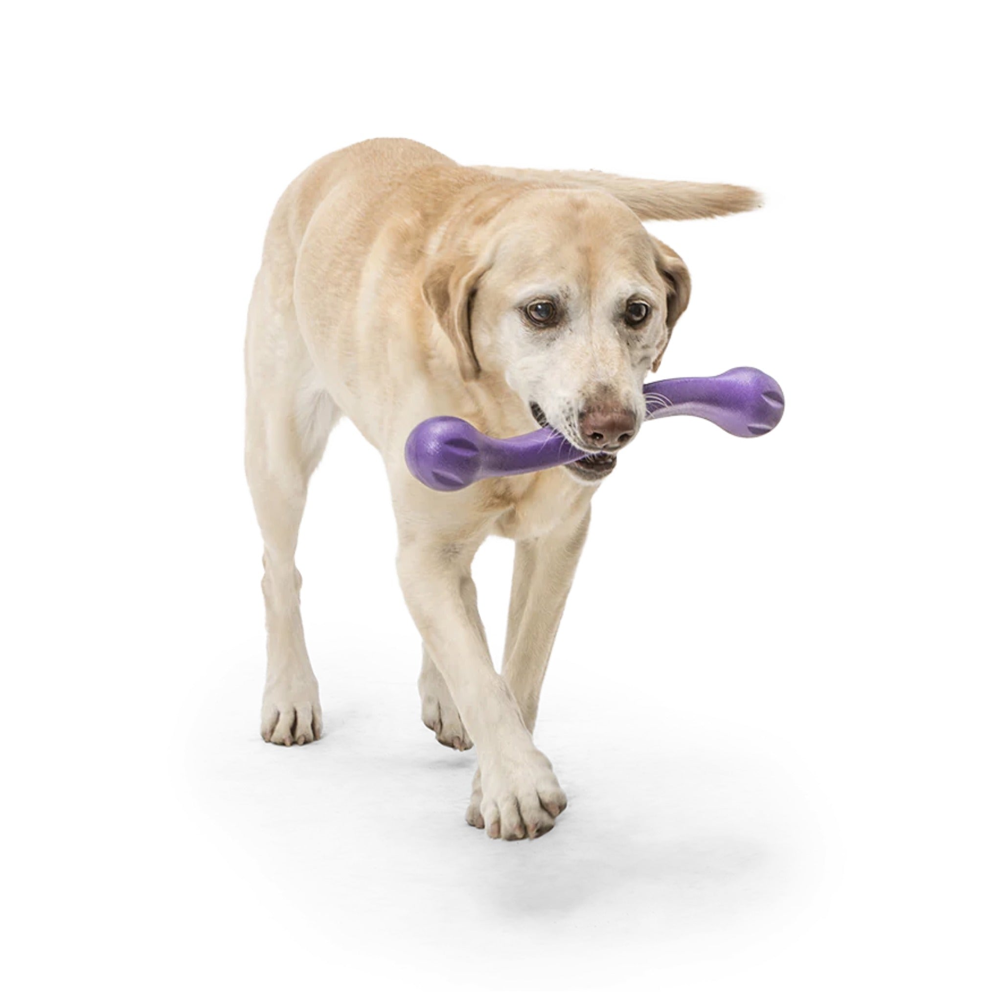 West Paw Zogoflex Zwig, Hundespielzeug - Woofshack