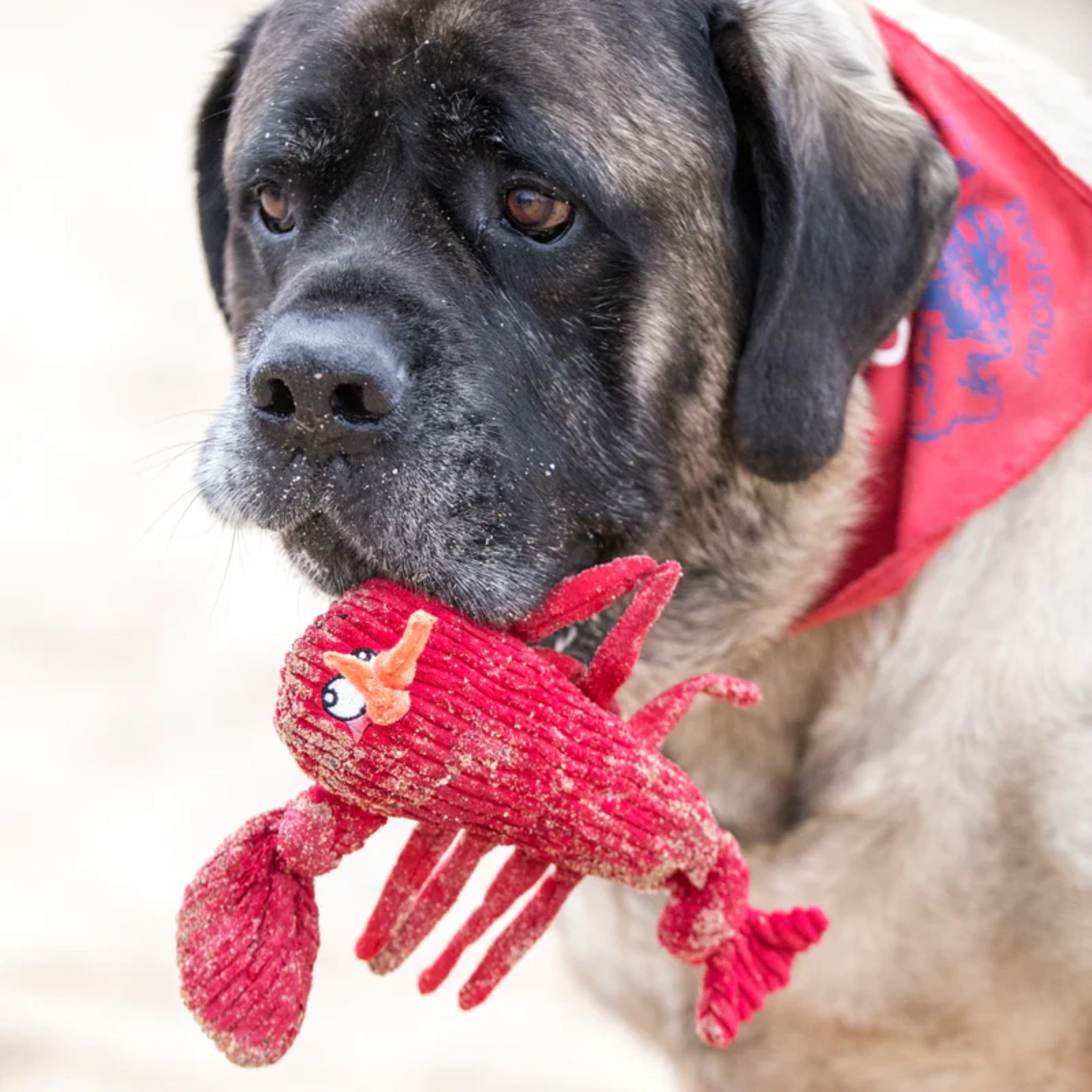 Hugglehounds McCracken Lobsta Knottie, Hundespielzeug - Woofshack