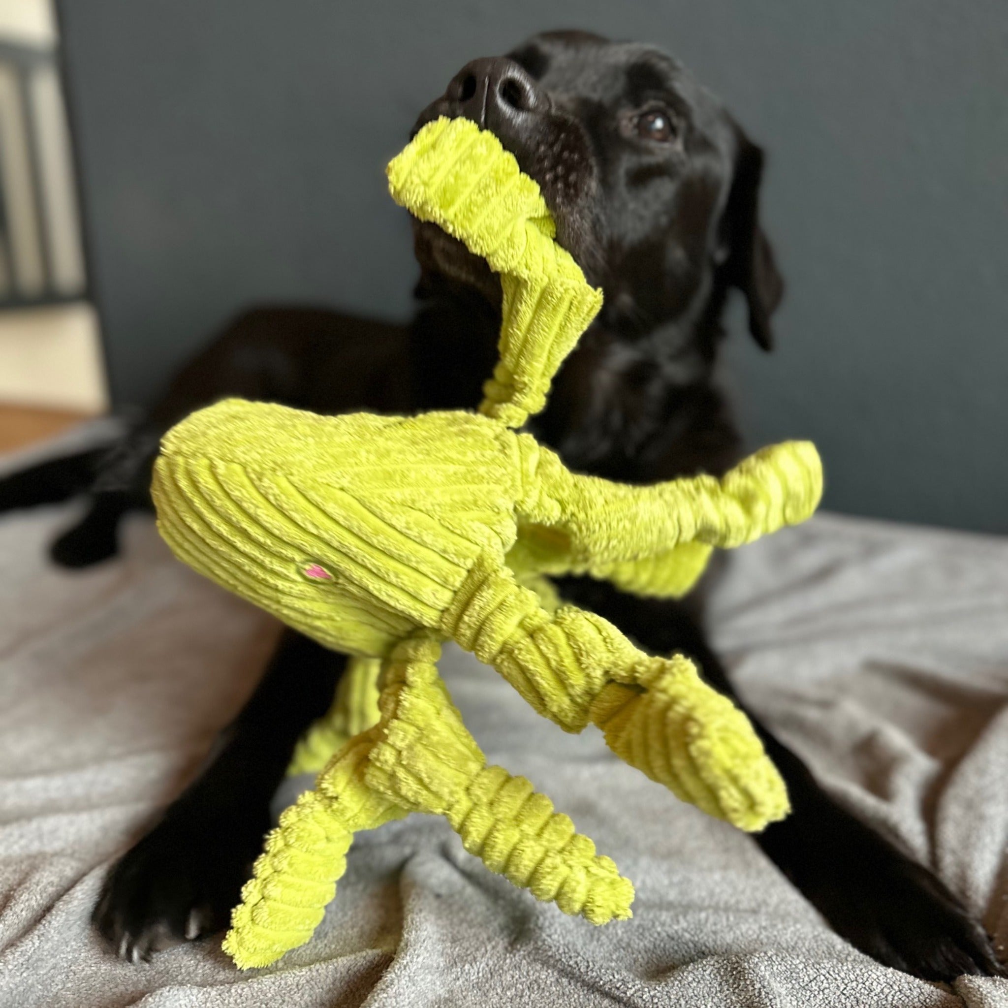 Hugglehounds Octavie Octopus Knottie, Hundespielzeug - Woofshack