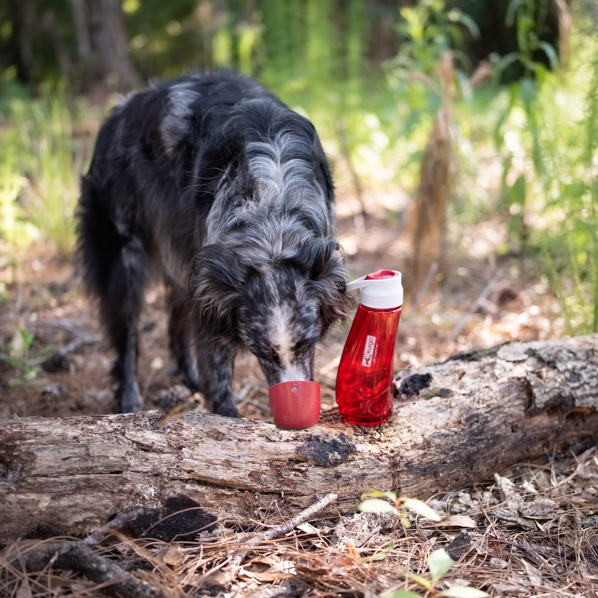 Kurgo Gourd Water Bottle & Bowl, Hundetrinkflasche - Woofshack