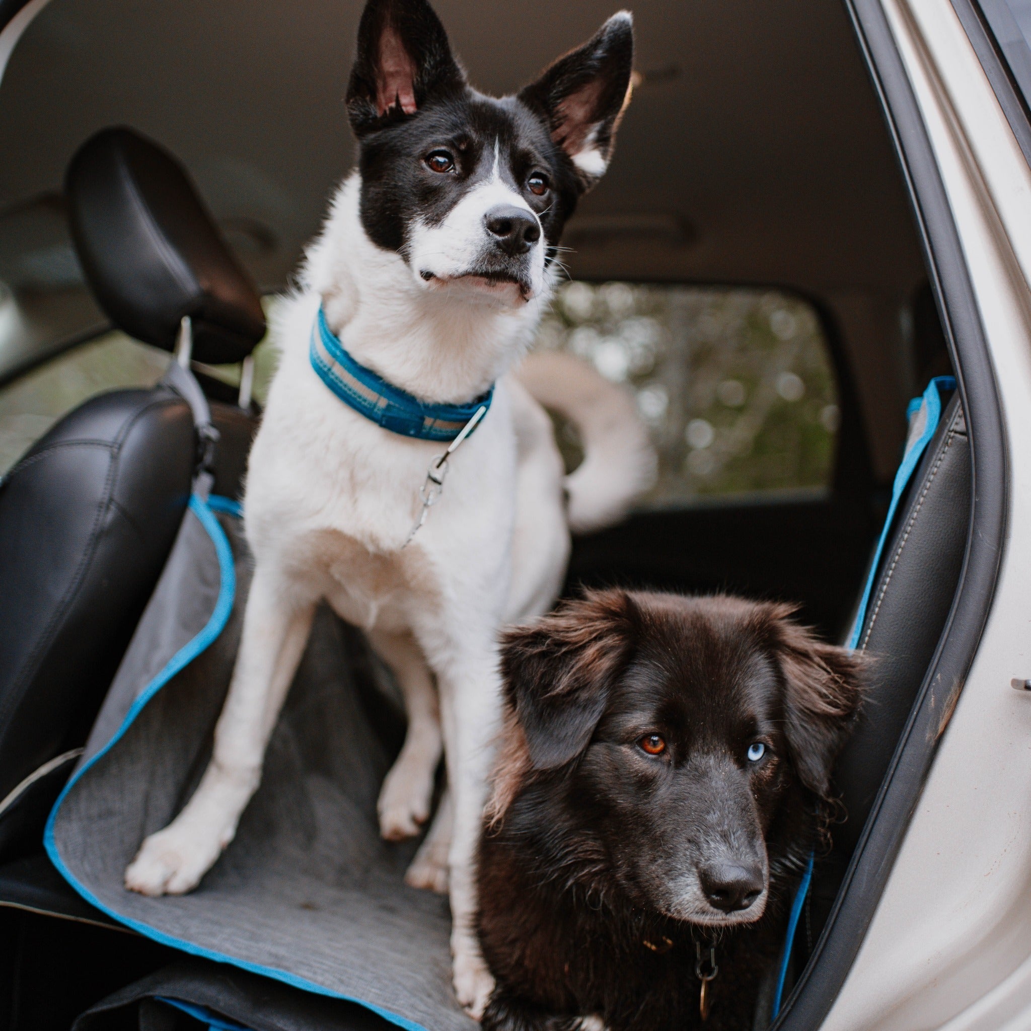 Kurgo Heather Hammock, Hundeautodecke - Woofshack