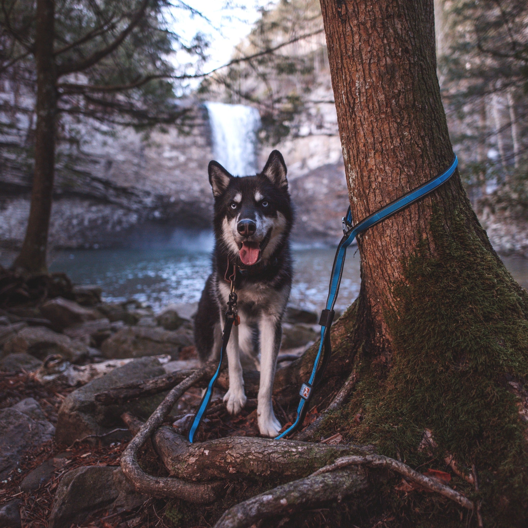 Kurgo Quantum 6-in-1 Dog Leash, Hundeleine - Woofshack