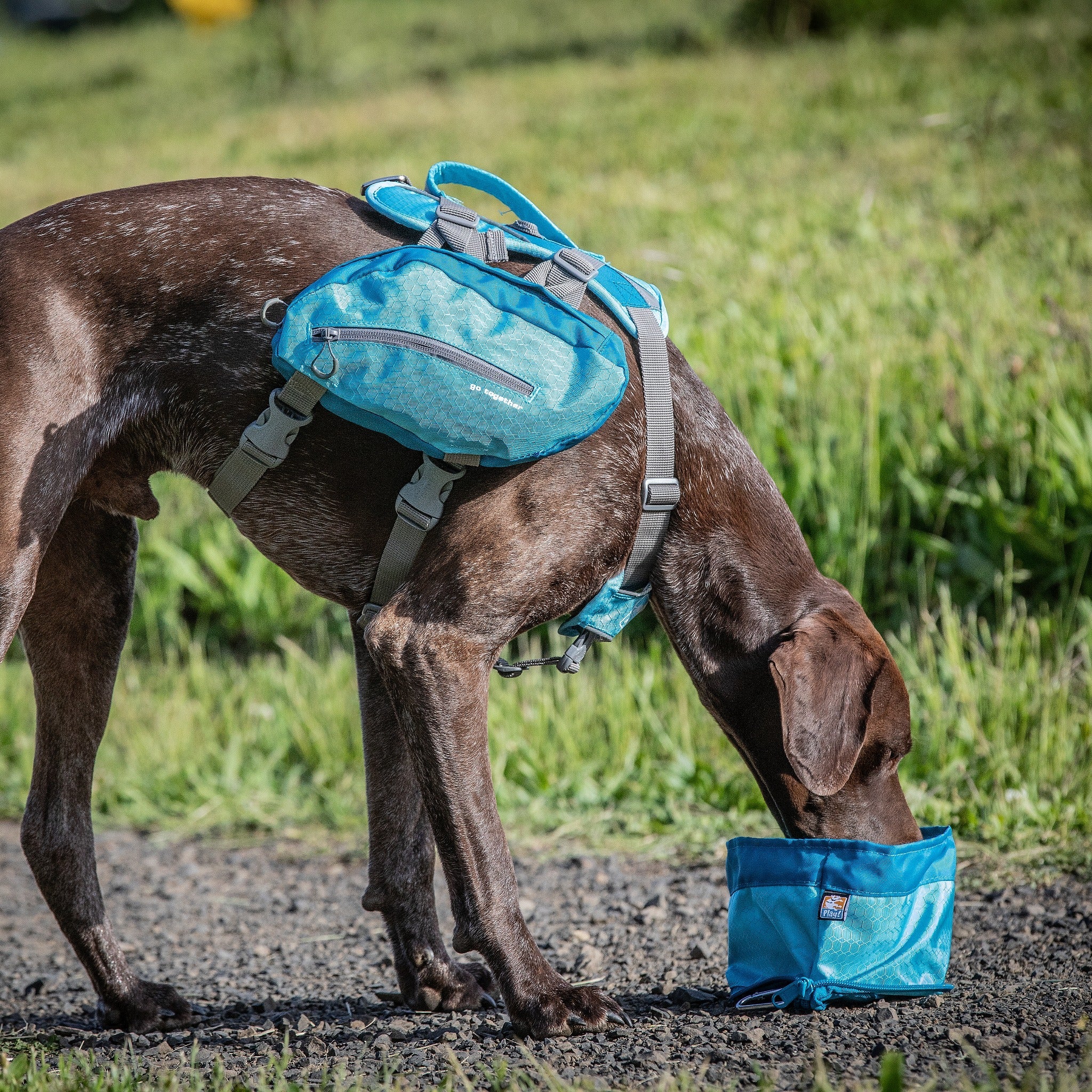 Kurgo Zippy Bowl, Hundenapf - Woofshack